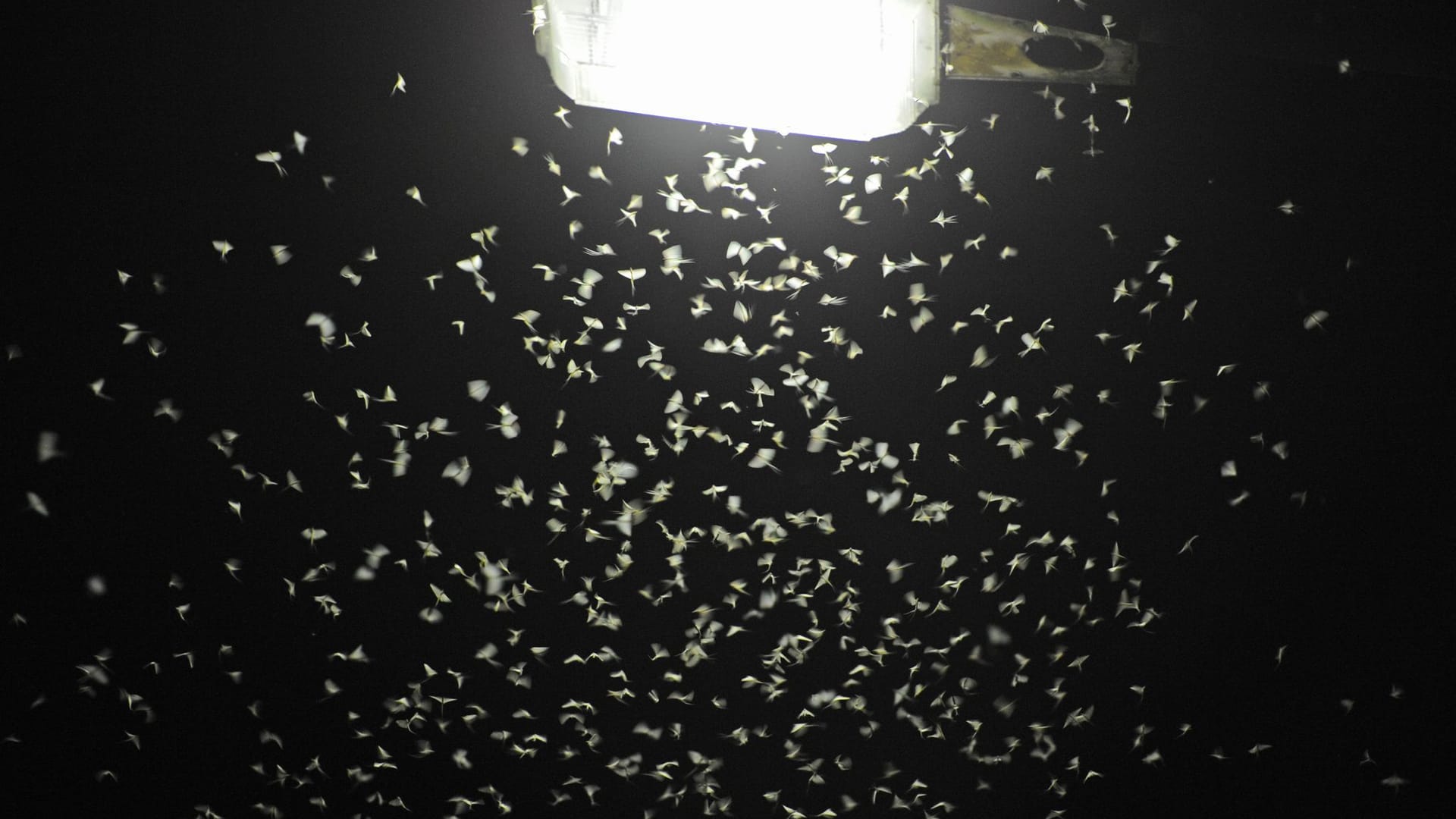 Fliegen unter Straßenlaterne