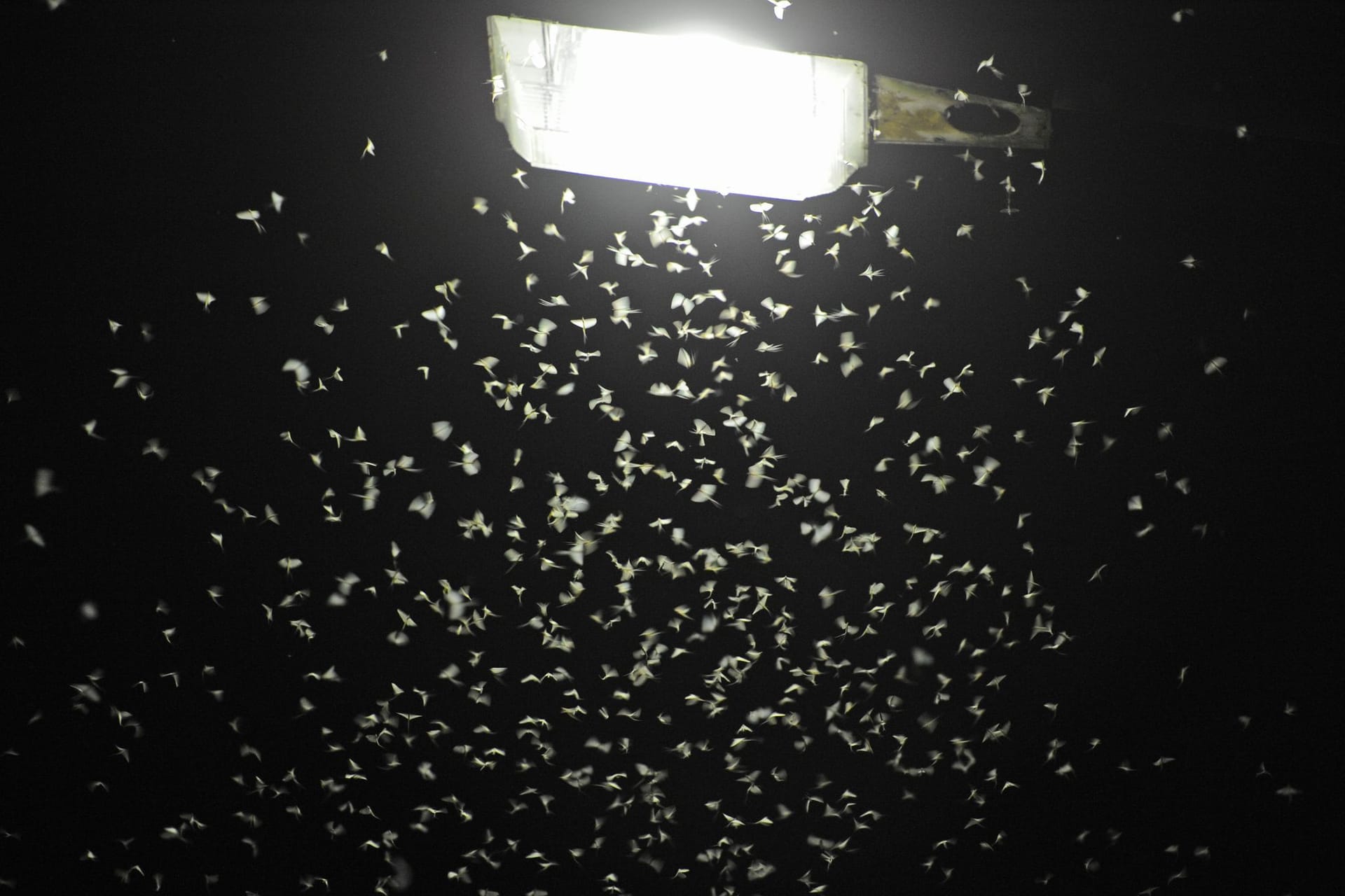 Fliegen unter Straßenlaterne