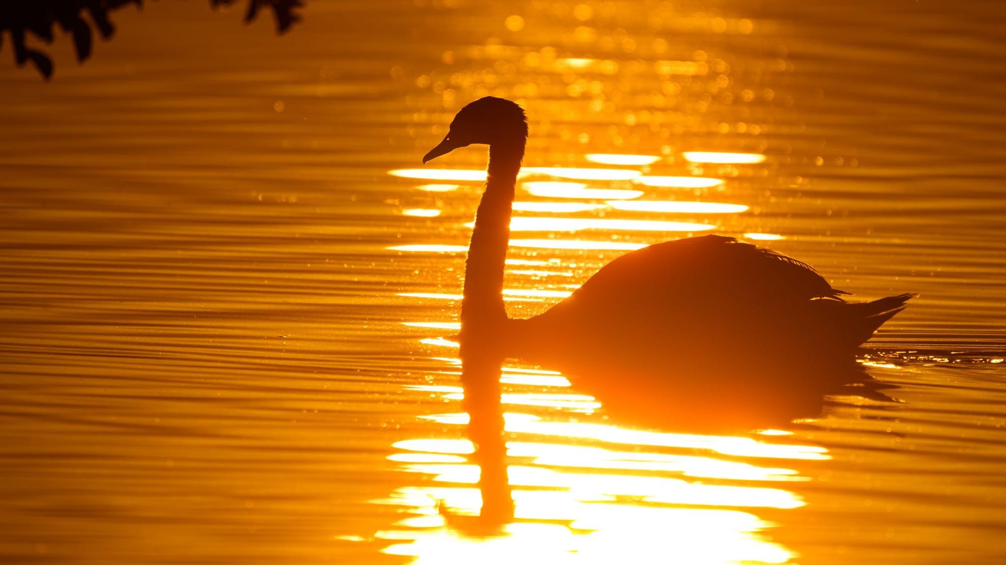 Ein Schwan schwimmt im Sonnenaufgang über den Scharmützelsee: Am Mittwoch dürfte die Hitzewelle in Deutschland ihren Höhepunkt erreichen.