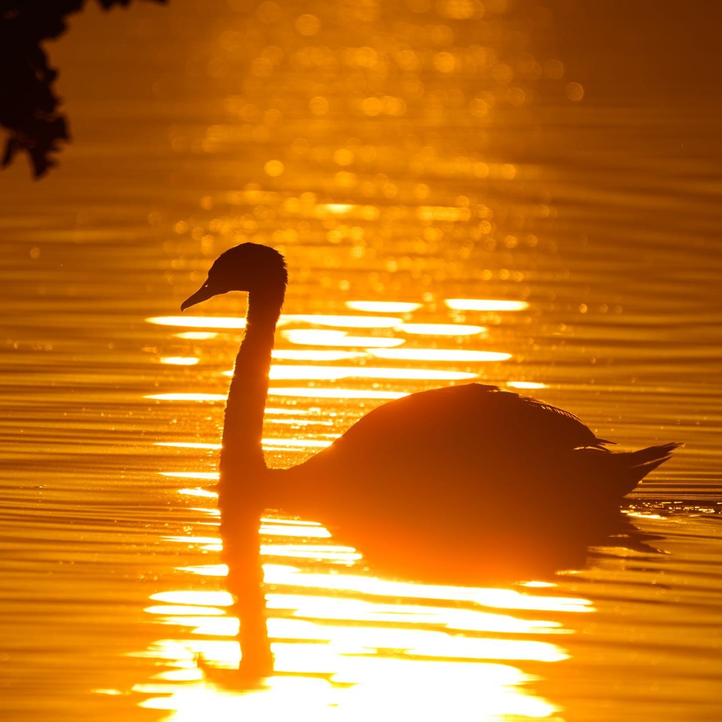 Ein Schwan schwimmt im Sonnenaufgang über den Scharmützelsee: Am Mittwoch dürfte die Hitzewelle in Deutschland ihren Höhepunkt erreichen.