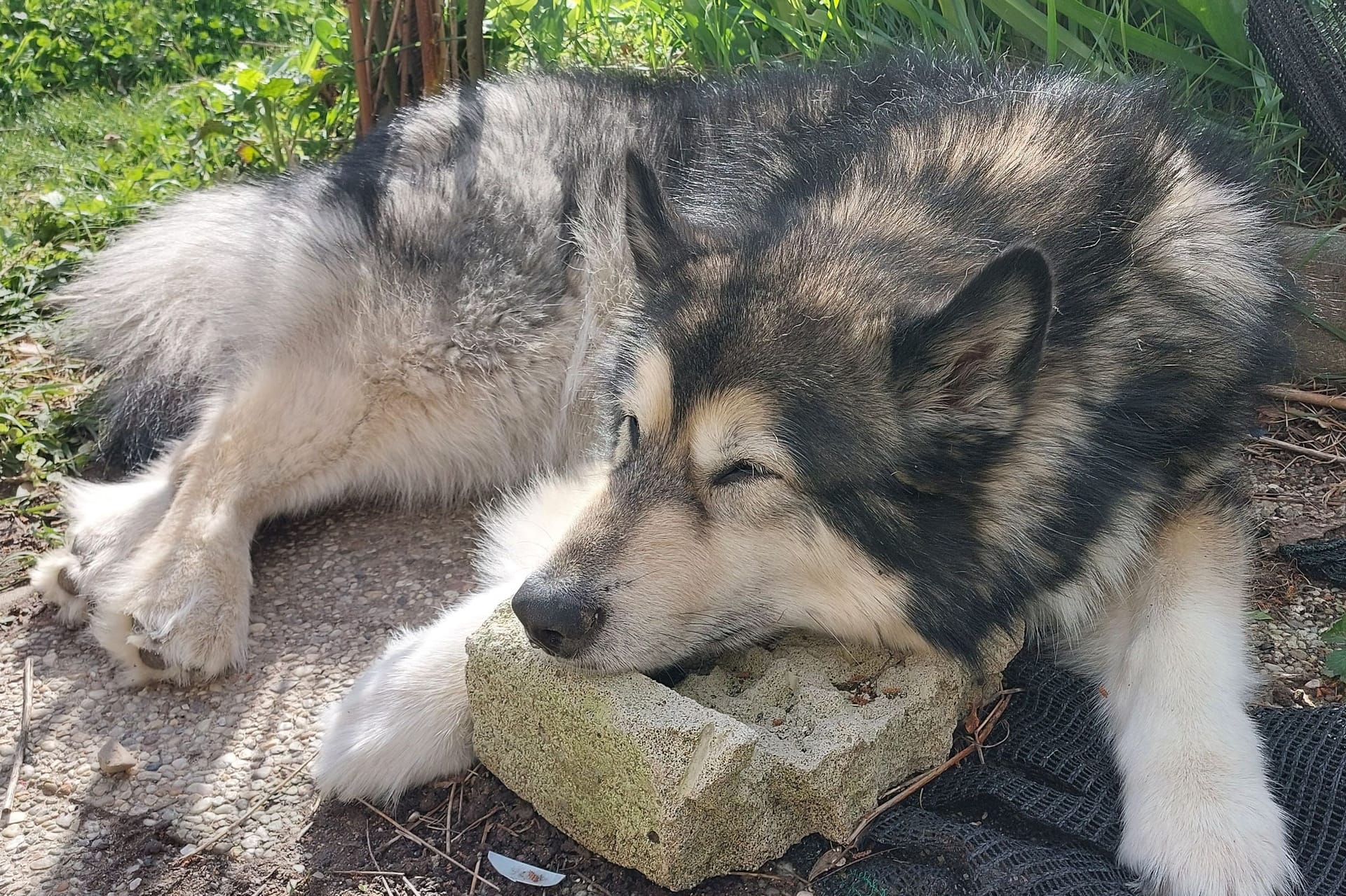 Relaxed Malamute dog resting outdoors