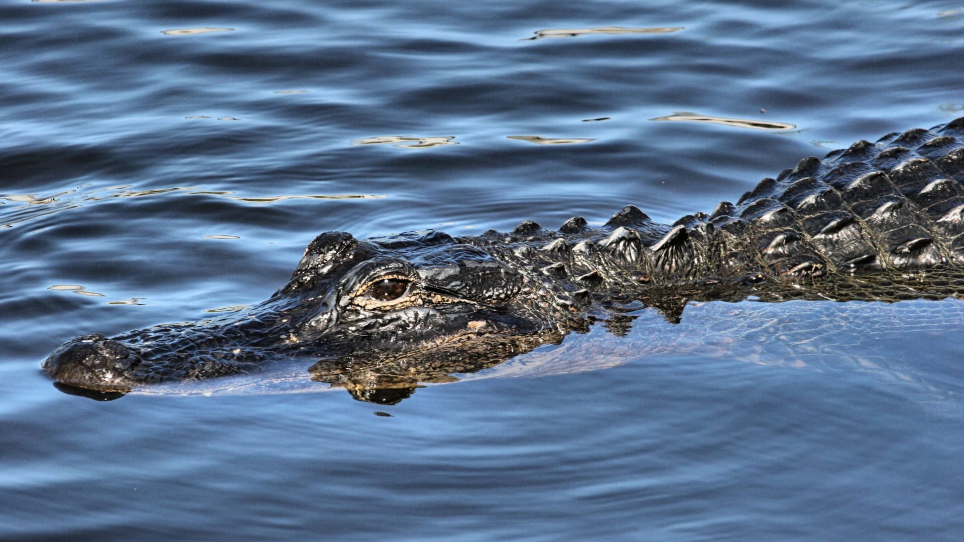 Ein Alligator im Naturschutzgebiet Everglades im US-Bundesstaat Florida.