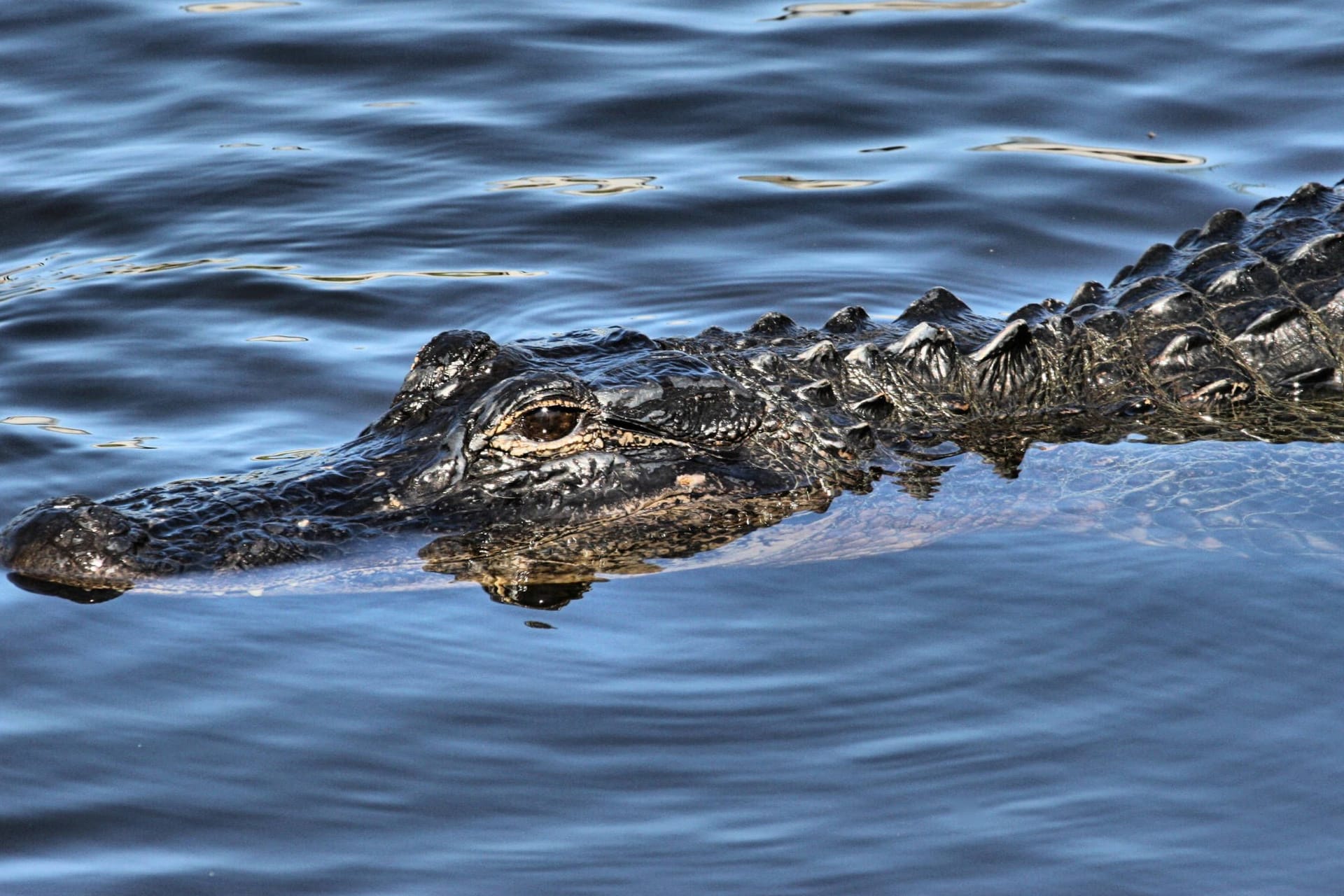 Ein Alligator im Naturschutzgebiet Everglades im US-Bundesstaat Florida.