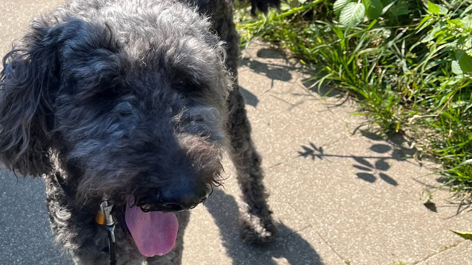 Die Polizei befreite diesen Hund am Dienstag aus einem Auto in Essen: Die Halterin hatte das Tier trotz der hohen Temperaturen einfach im Fahrzeug zurückgelassen.