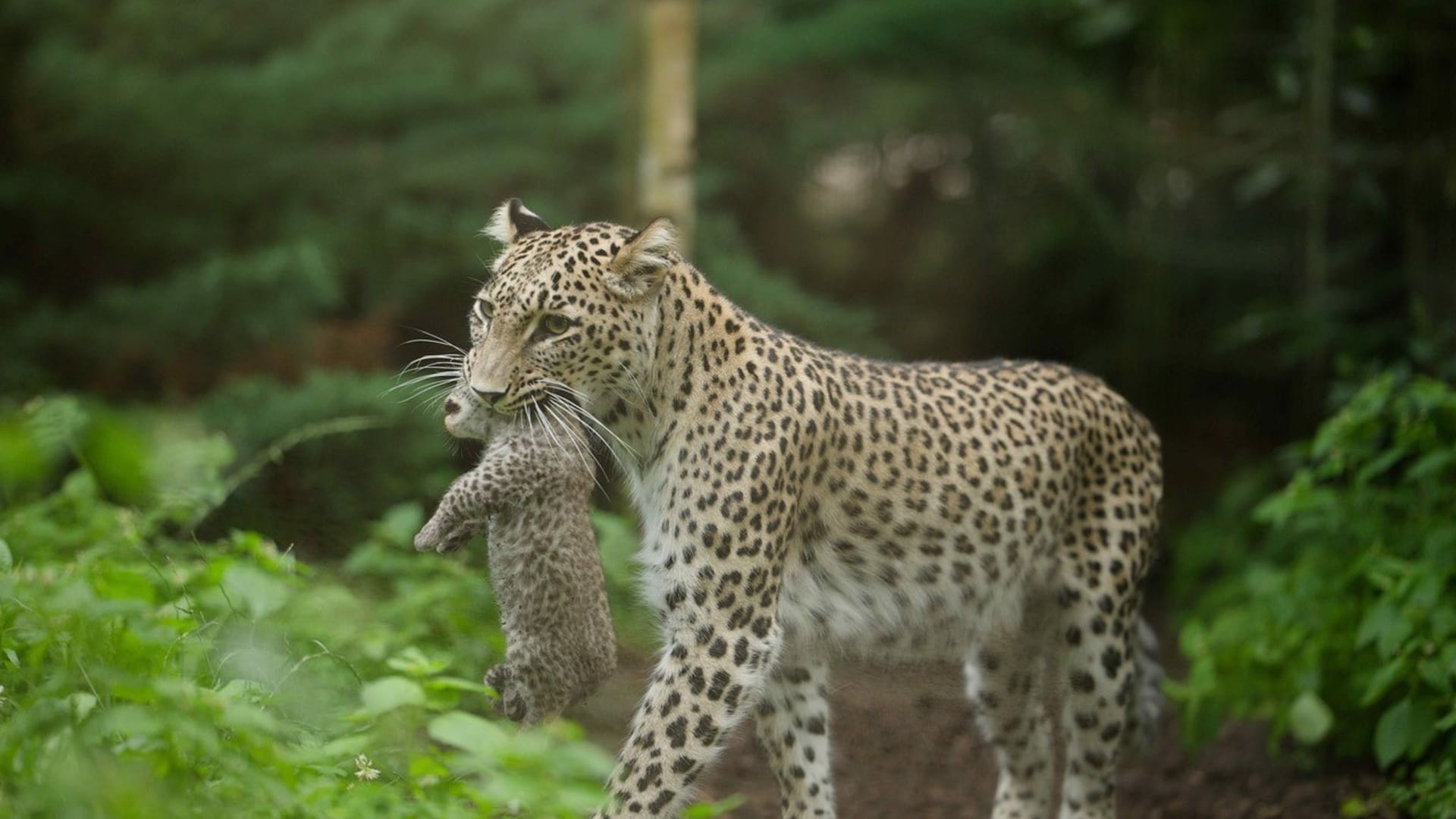 Leoparden-Nachwuchs im Zoo in Münster Leoparden-Nachwuchs im Zoo in Münster
