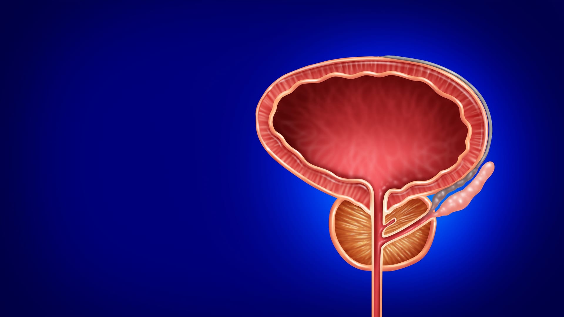 Illustration der Harnblase und Prostata