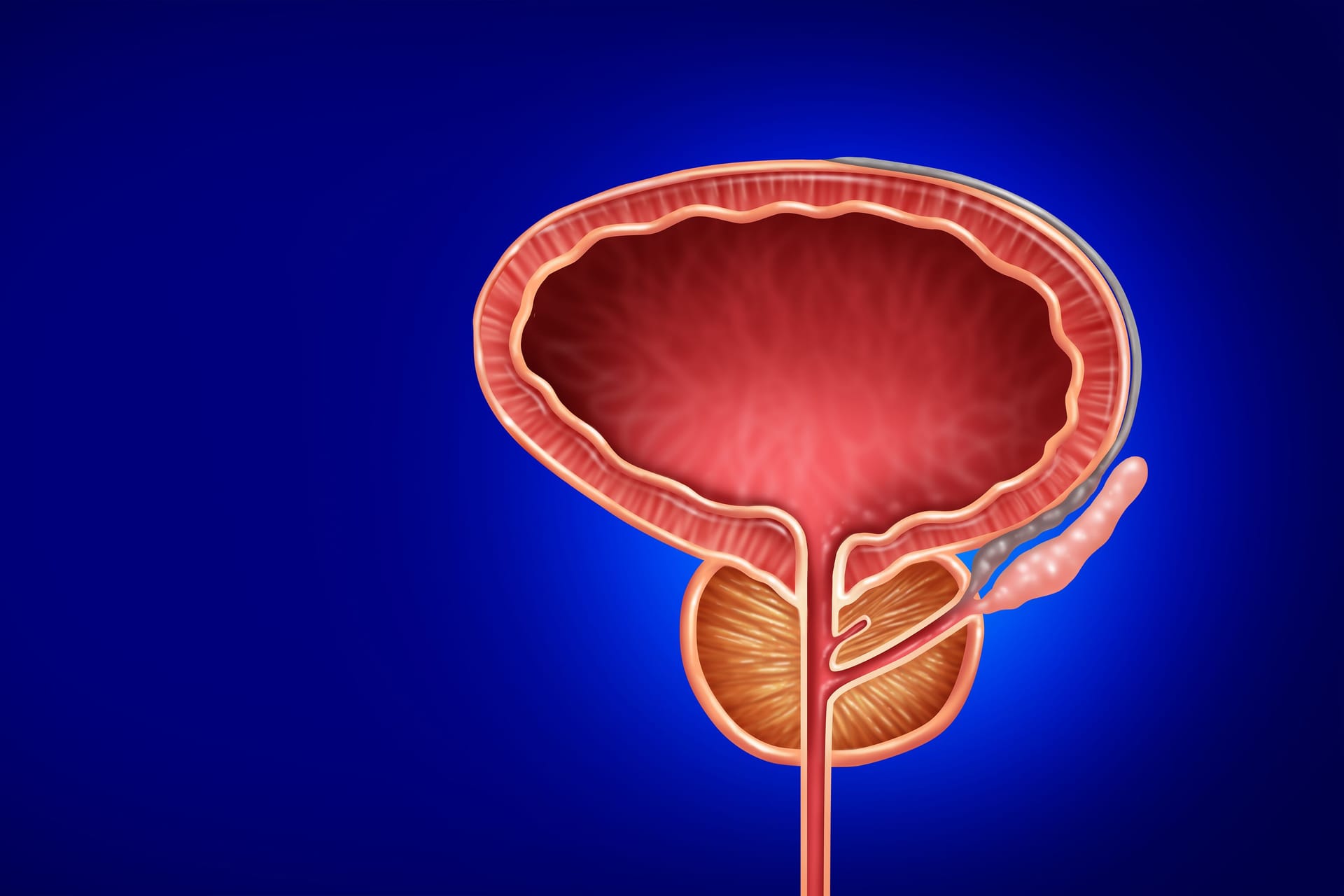 Illustration der Harnblase und Prostata