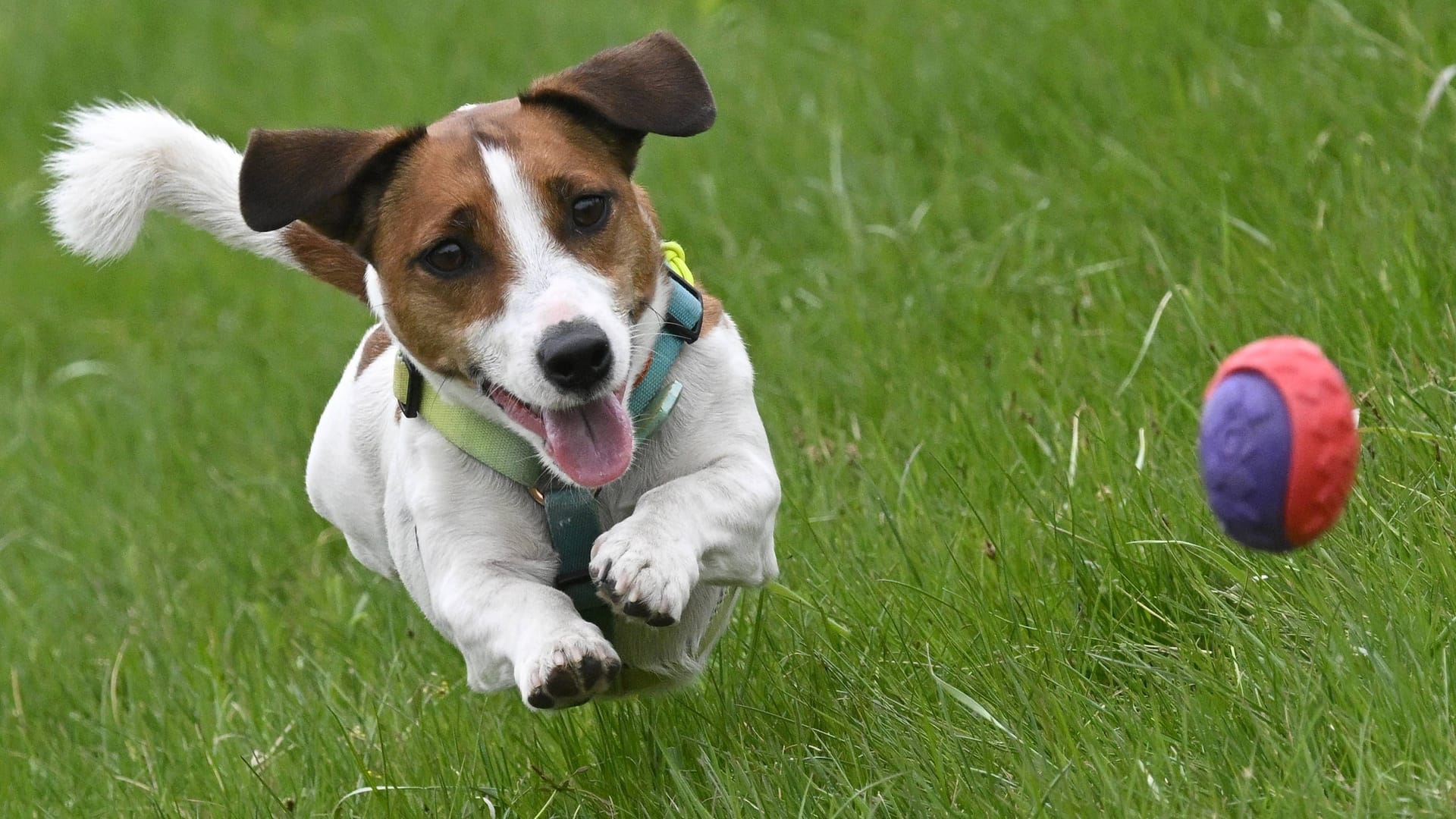 Ein Jack Russell Terrier (Symbolbild): Im Tierheim Wunstorf warten viele Tiere auf neue Besitzer.