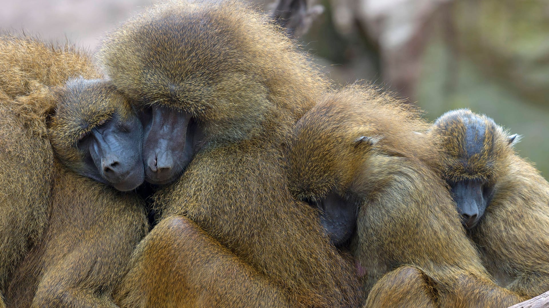 Mehrere Guinea-Paviane schlafen im Tiergarten Nürnberg (Archivfoto): Von der Gruppe wurden am Dienstag zwölf Tiere getötet.