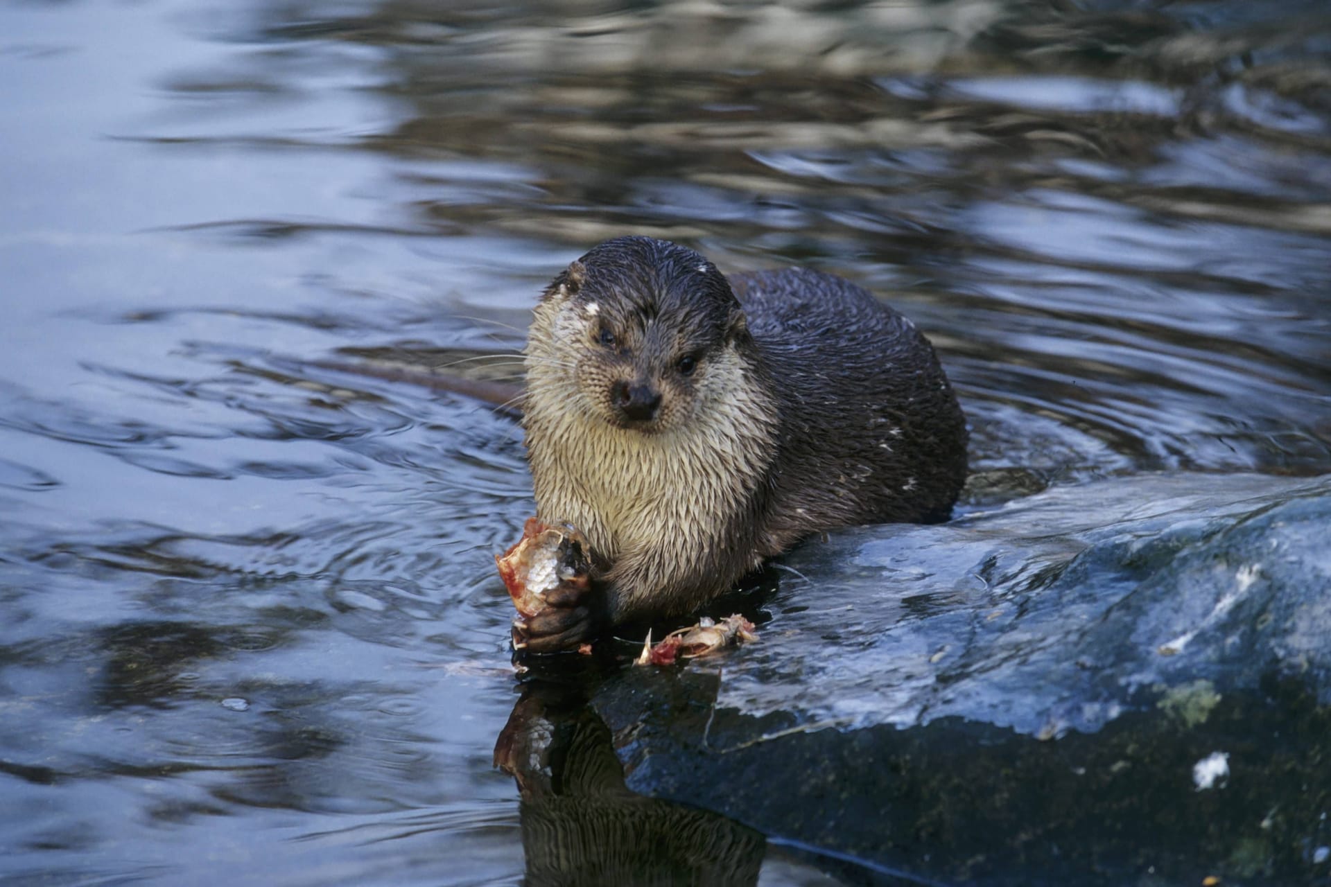Ein Fischotter im Wasser: Die Tiere sind im Otterzentrum zu sehen.