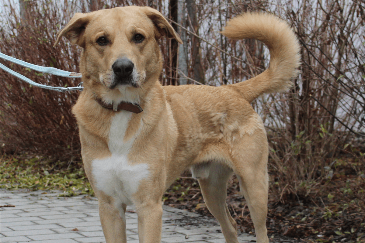 Harald wartet im Tierheim München auf eine neue Familie: Der Allergiker-Hund wurde stark abgemagert bei seinem ehemaligen Besitzer aufgefunden.