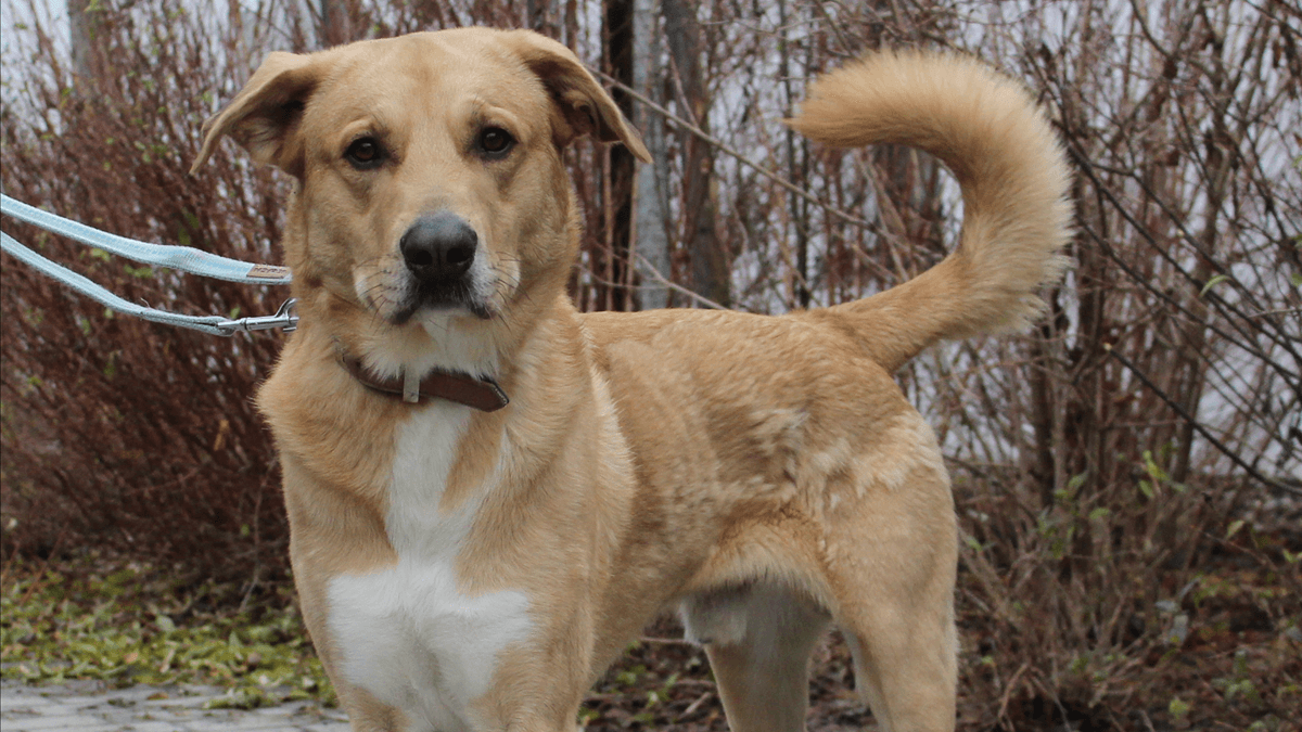 Harald wartet im Tierheim München auf eine neue Familie: Der Allergiker-Hund wurde stark abgemagert bei seinem ehemaligen Besitzer aufgefunden.