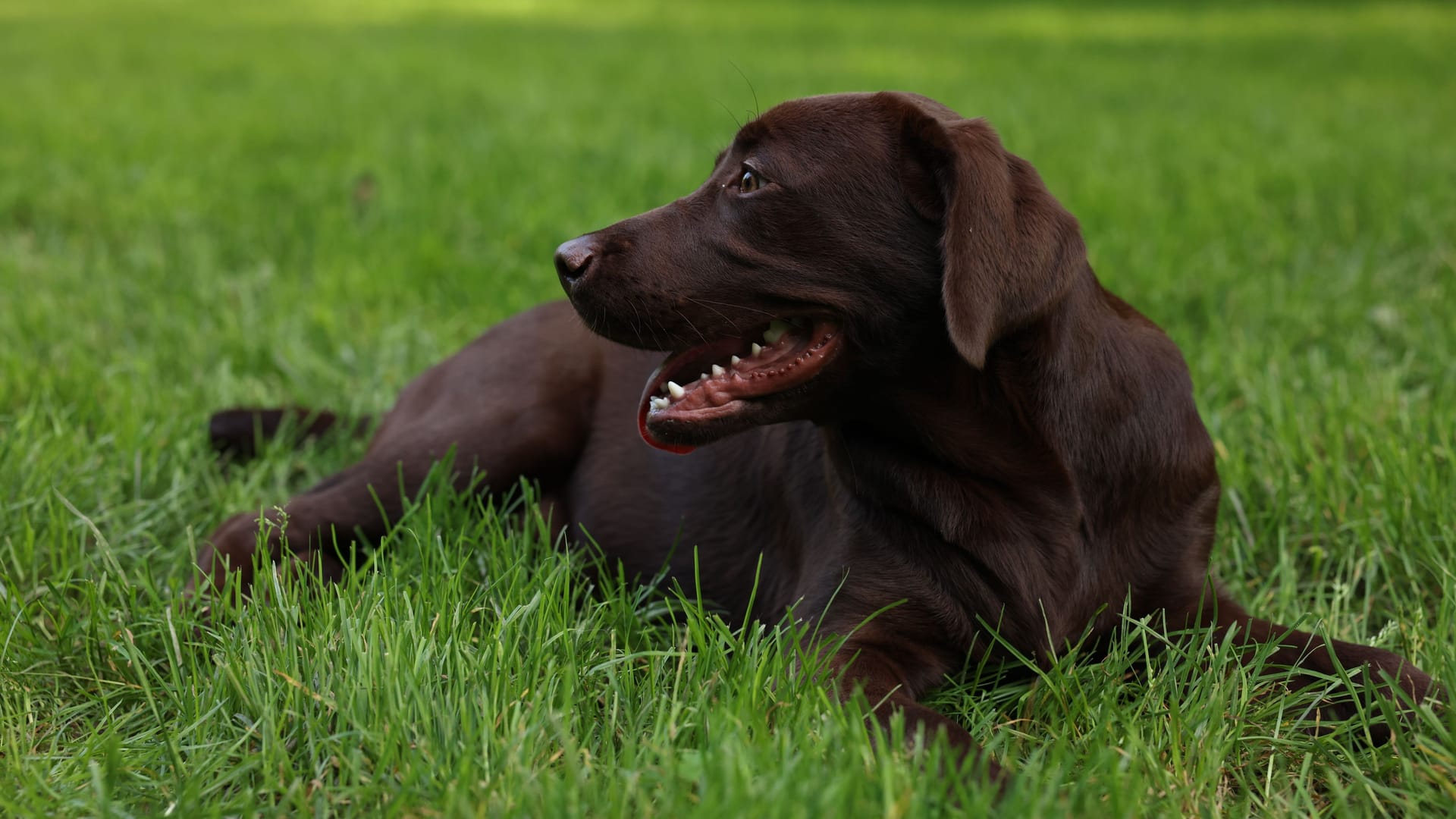 Adorable Labrador Retriever dog lying on green grass in park