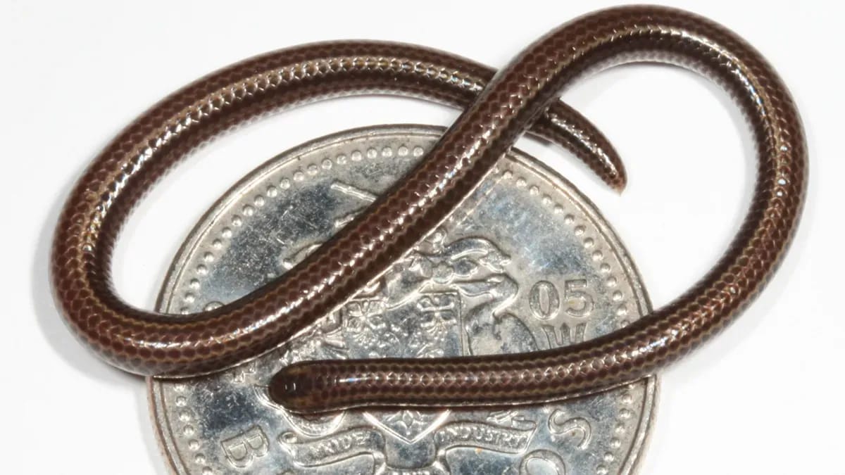 Po dvajsetih letih ponovno odkrita najmanjša kača na svetu