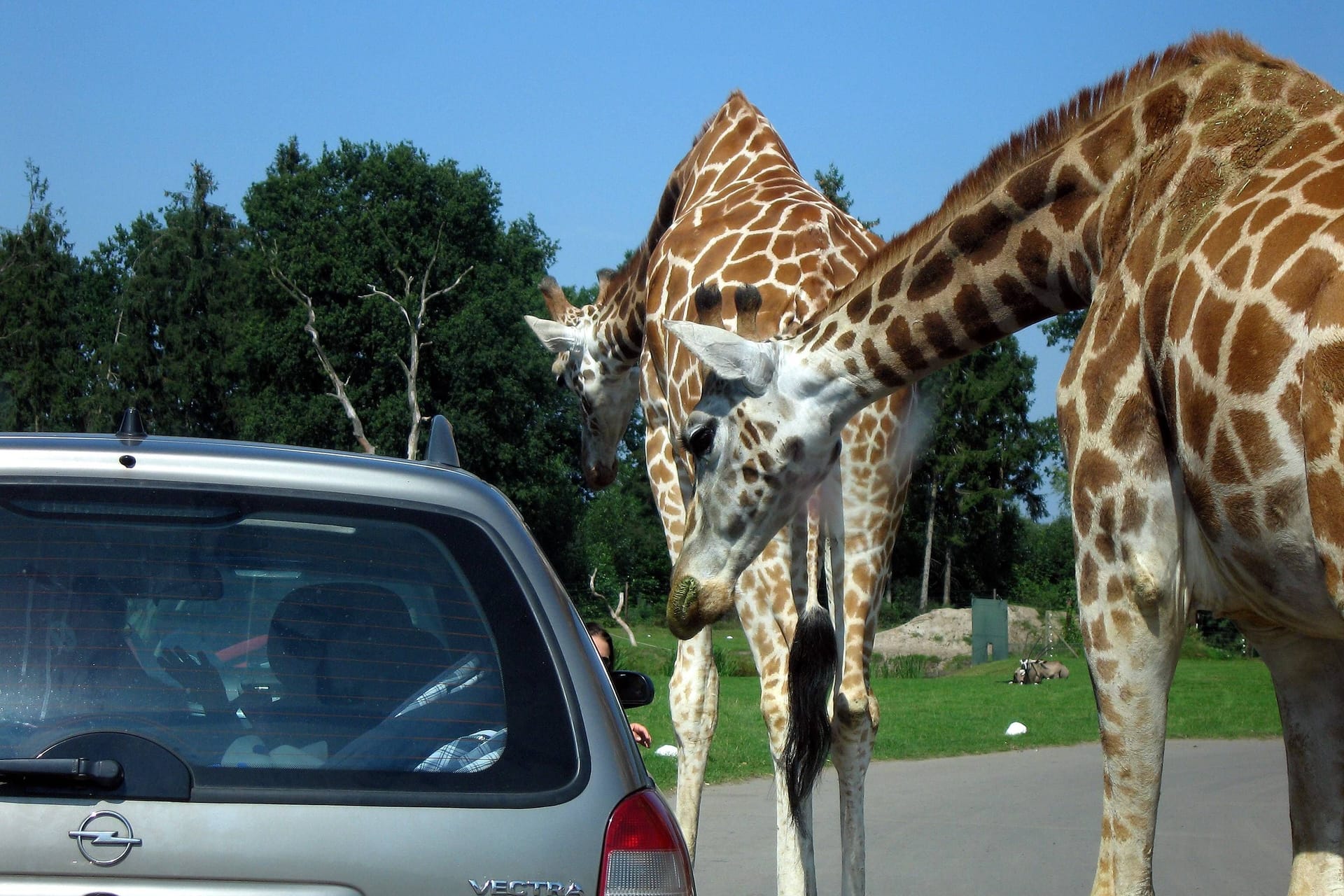 Giraffen stehen vor einem Auto (Symbolbild): Der Wünschewagen erfüllte einer 69-Jährigen im Serengetipark einen Herzenswunsch.