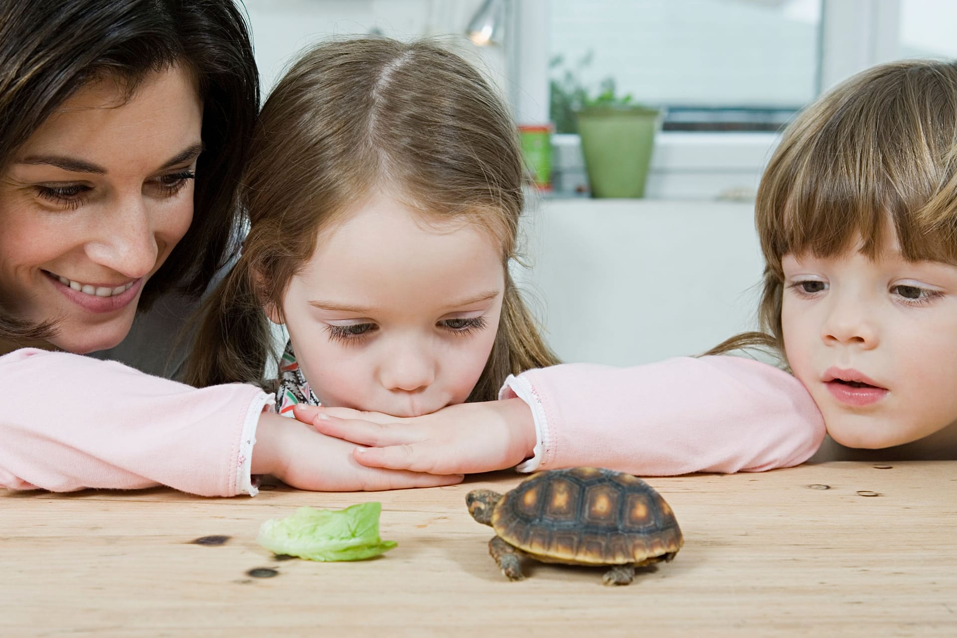 Schildkrötenfütterung in der Küche