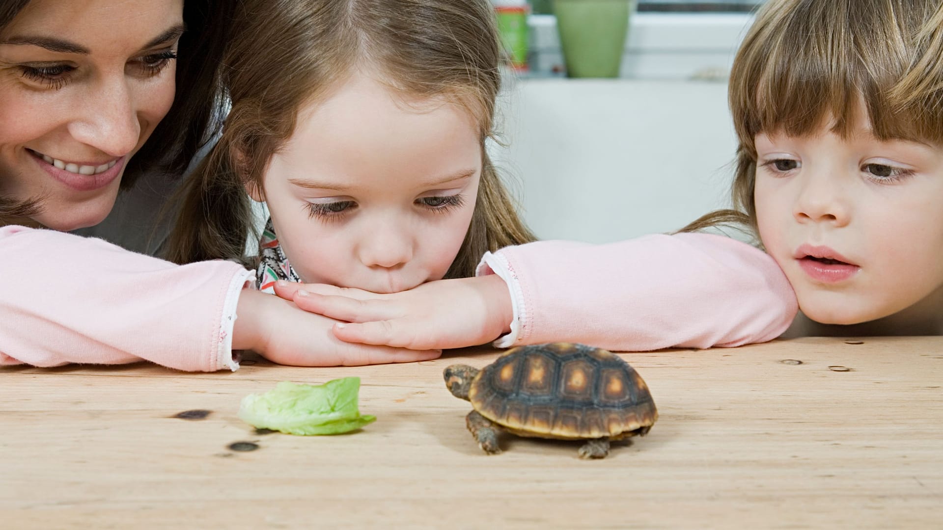 Schildkrötenfütterung in der Küche