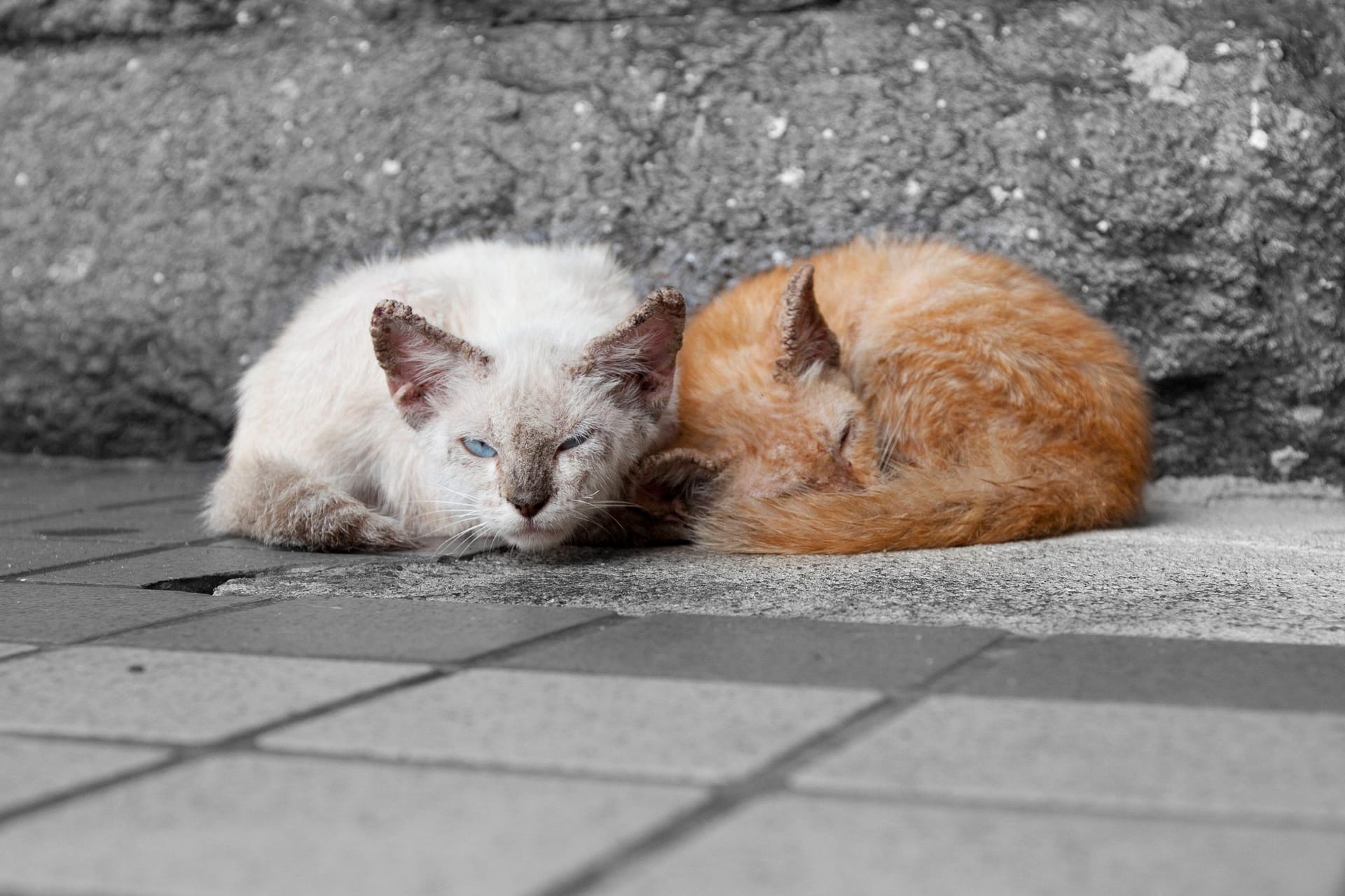 Verwahrloste Katzen (Symbolbild): Die Tiere müssen erstmal aufgepäppelt werden.