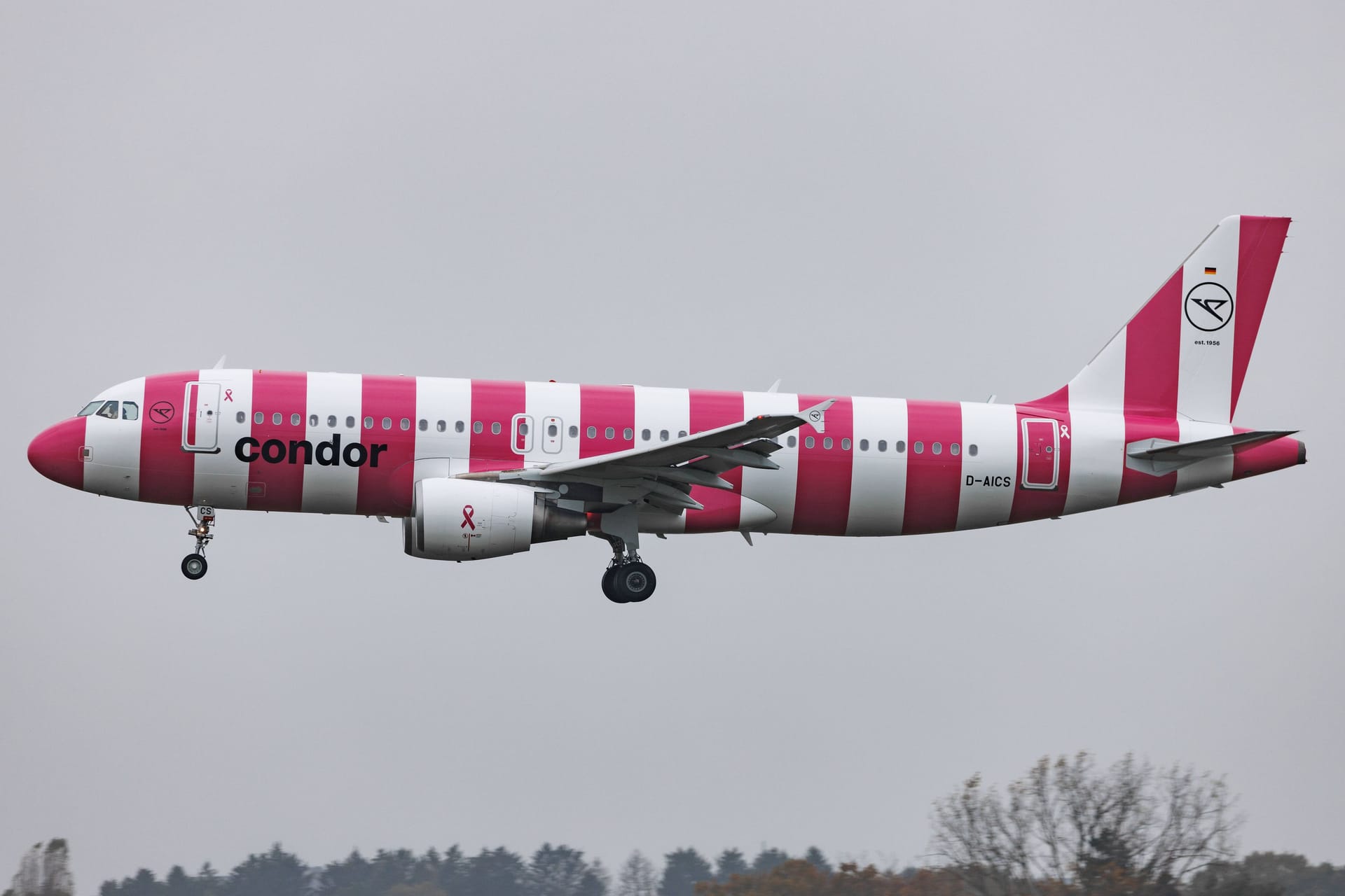 Ein Airbus A320 der deutschen Fluggesellschaft Condor in weiß-pink-geringeltem Design. Das Flugzeug befindet sich im Landeanflug.