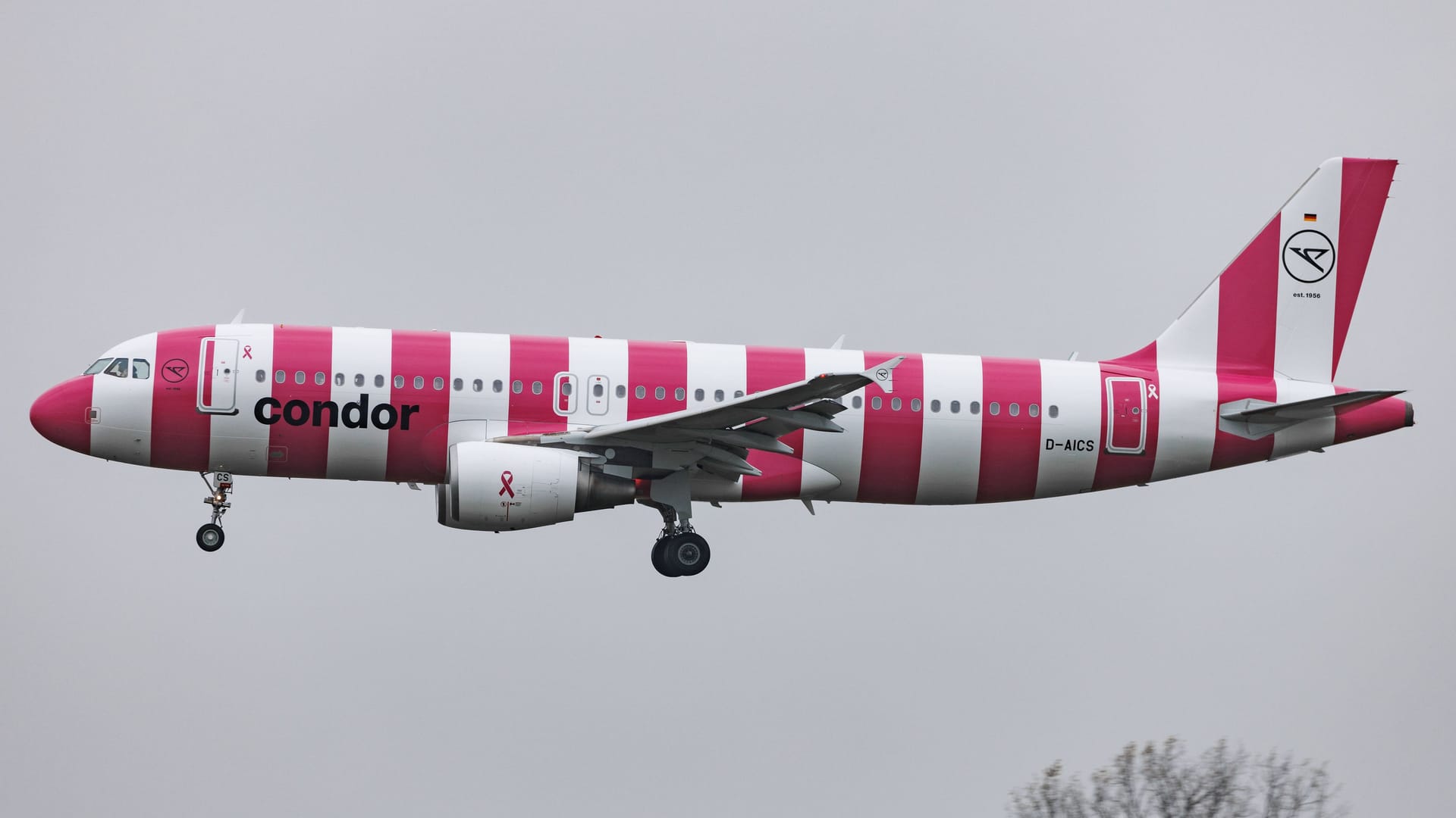 Ein Airbus A320 der deutschen Fluggesellschaft Condor in weiß-pink-geringeltem Design. Das Flugzeug befindet sich im Landeanflug.