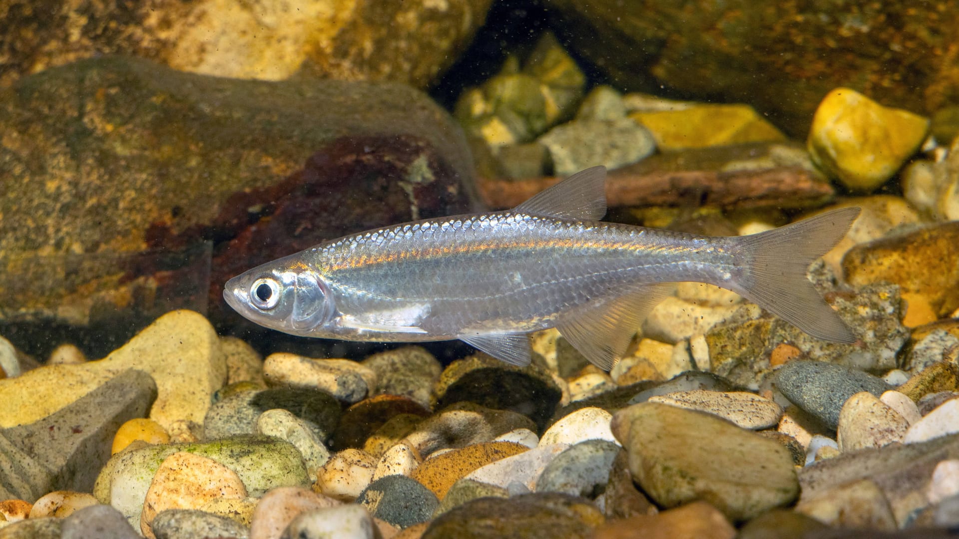 Alburnus alburnus: Der Ukelei mag kiesreiche Seeböden.