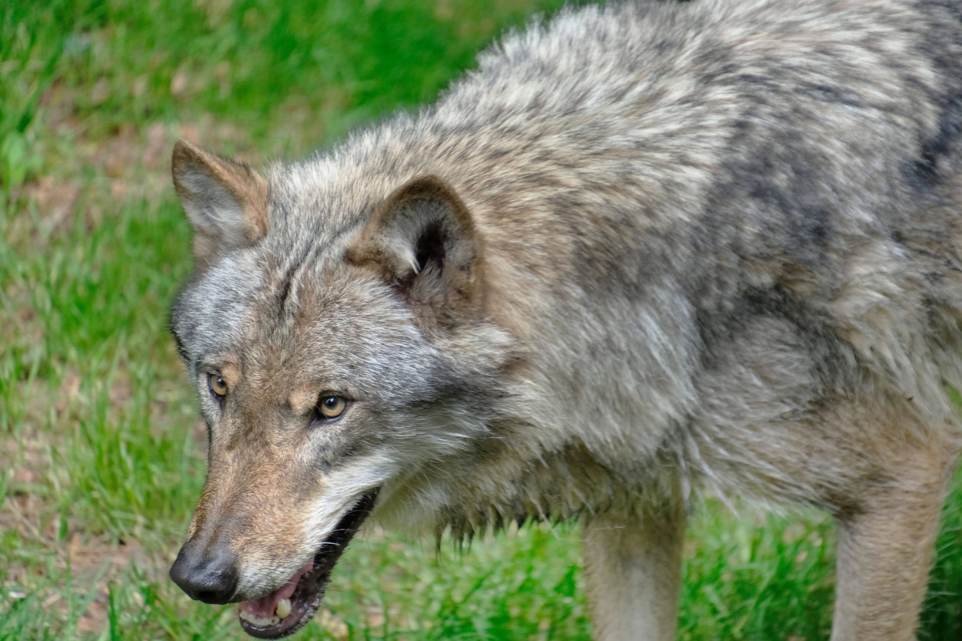 Ein Wolf in einem Wald (Symbolbild): Ein sechsjähriger Junge wurde beim Spielen in einem Wald nahe Utrecht verletzt.
