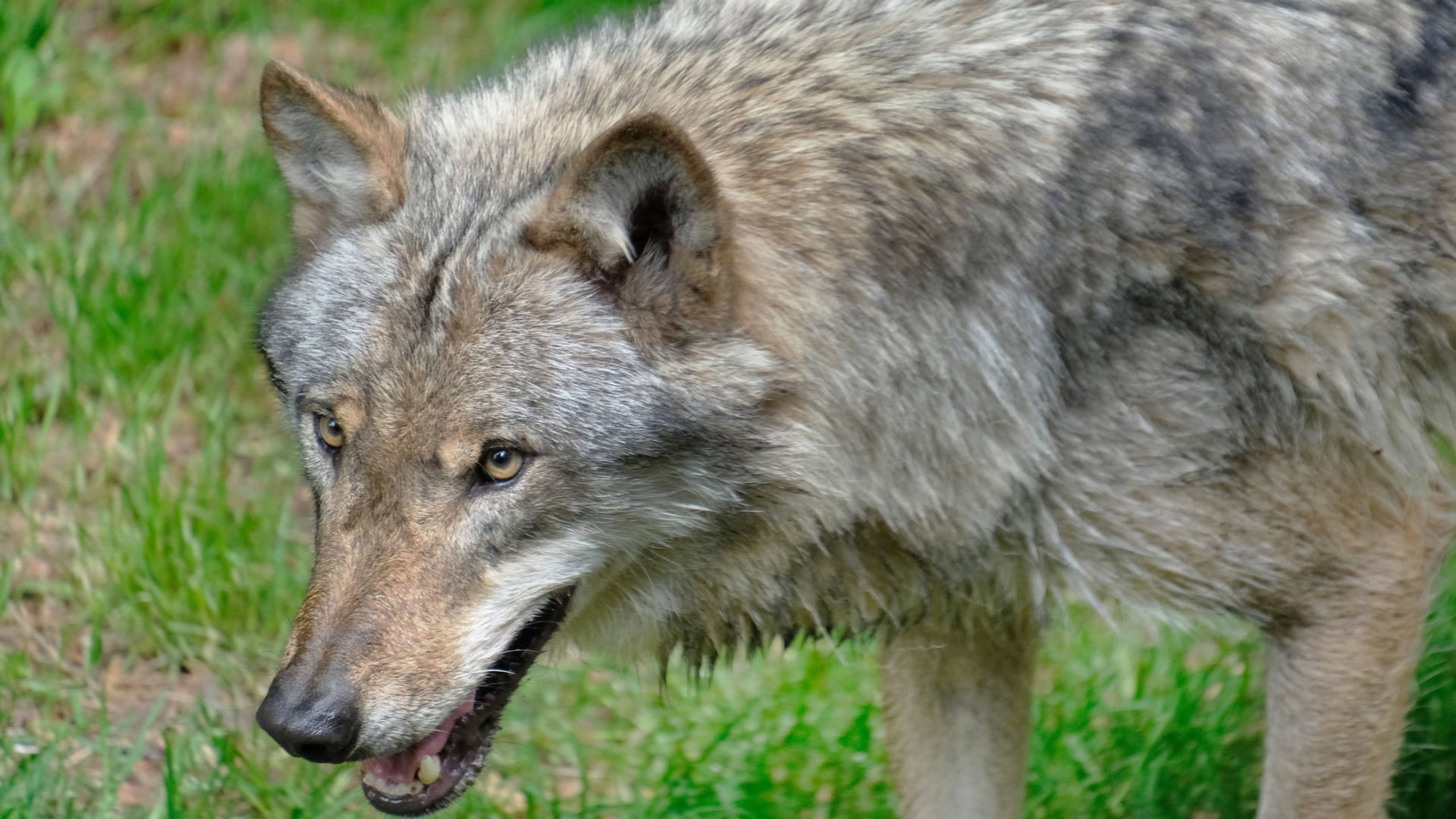 Ein Wolf in einem Wald (Symbolbild): Ein sechsjähriger Junge wurde beim Spielen in einem Wald nahe Utrecht verletzt.
