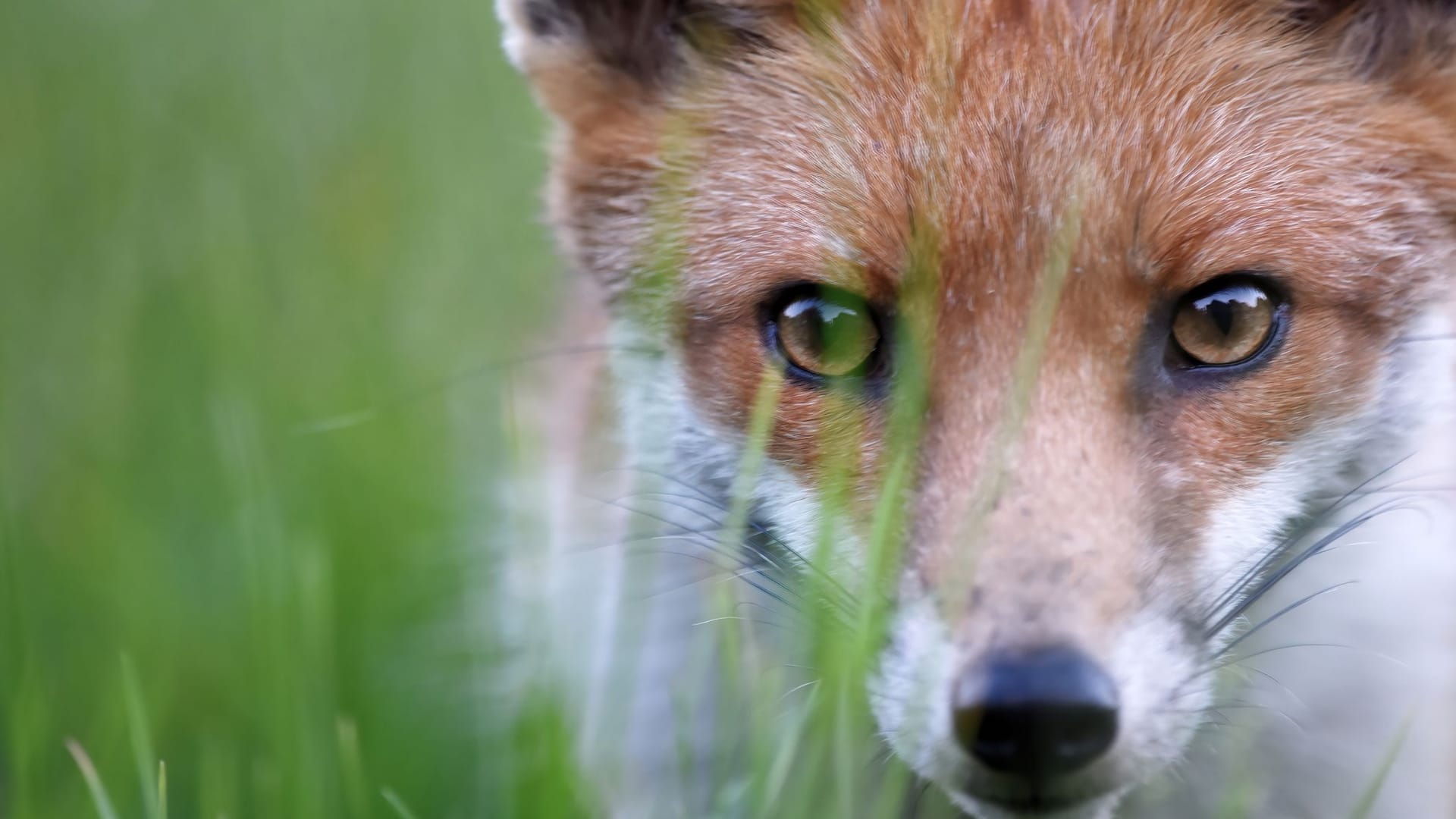 Fuchs: Er kann einen Parasiten in sich tragen.