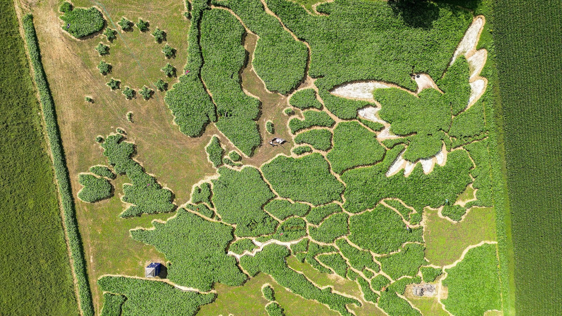 Labyrinth im Pflanzenfeld