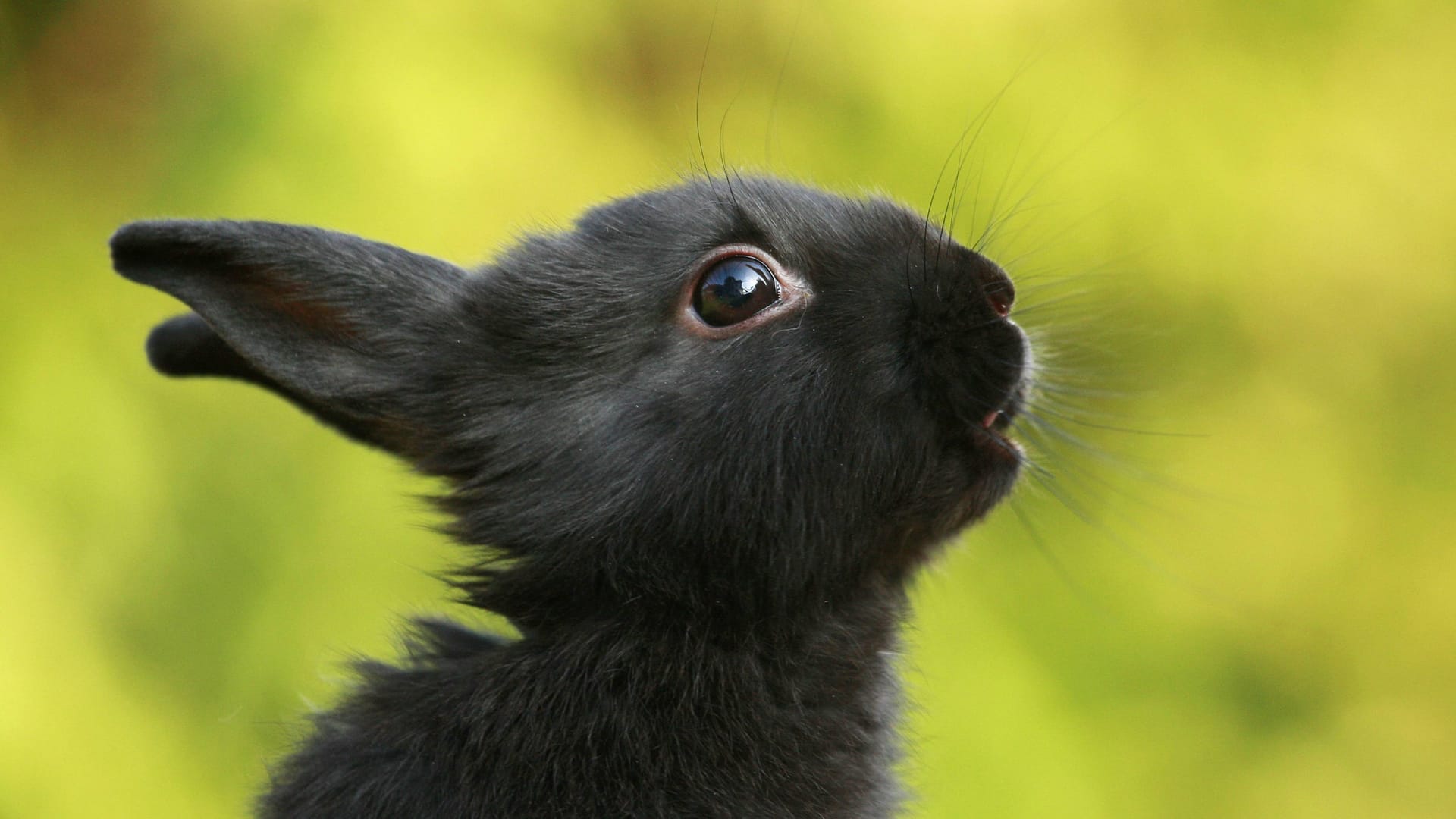 Schwarzes Zwergkaninchen (Symbolbild): Reppi ist seit April im Tierheim Salzgitter.