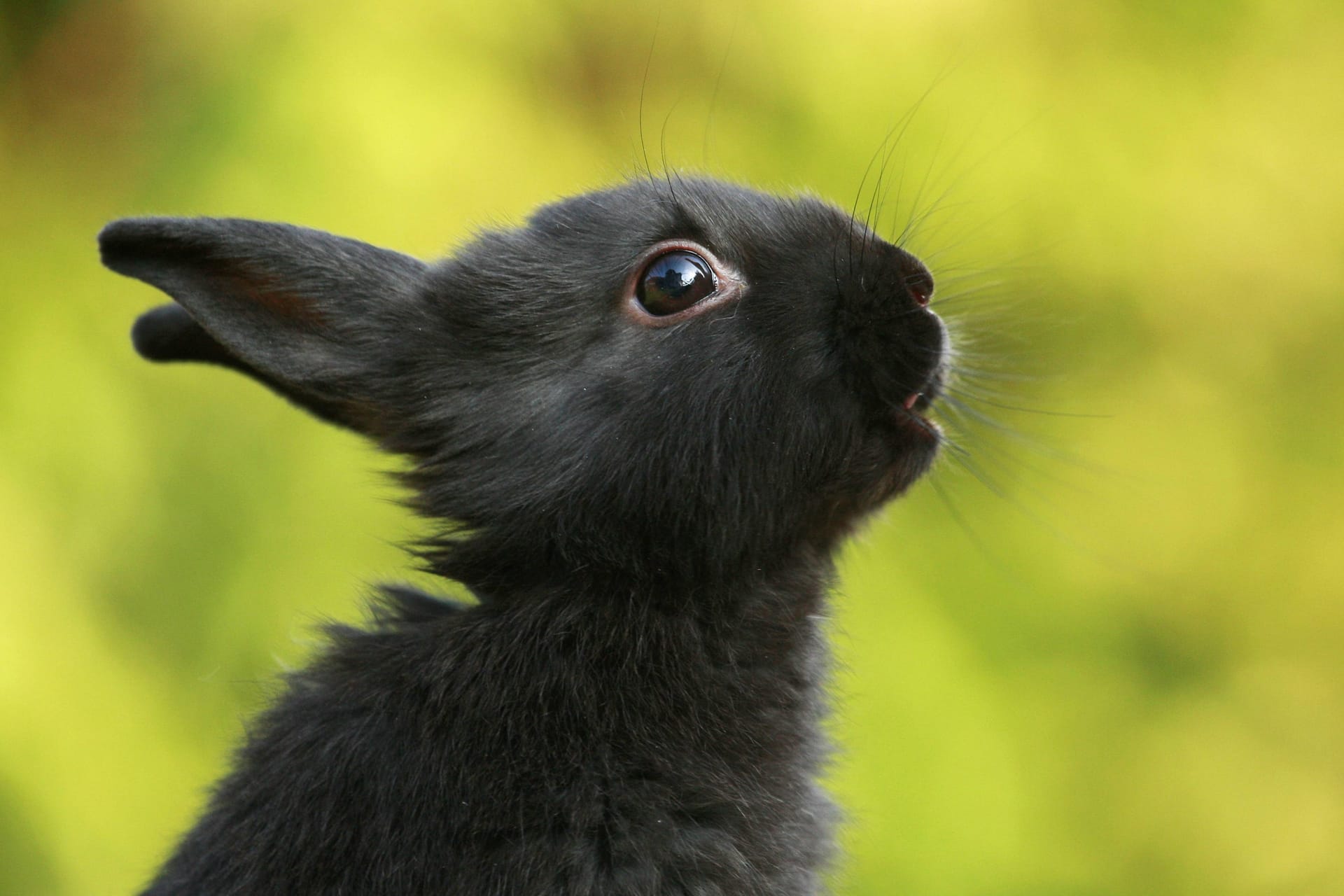 Schwarzes Zwergkaninchen (Symbolbild): Reppi ist seit April im Tierheim Salzgitter.