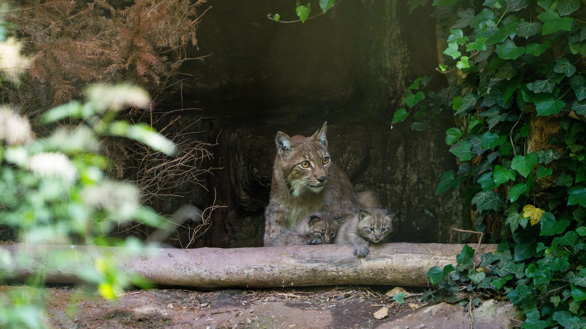 Der Lux-Nachwuchs im Tiergarten: Wie alt die Kleinen genau sind, ist noch unklar.