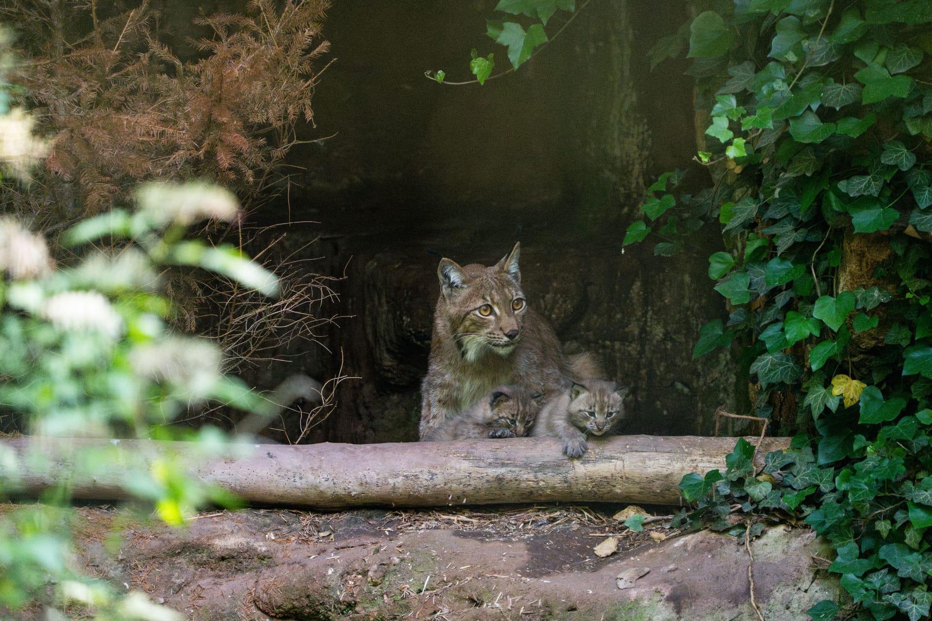 Der Lux-Nachwuchs im Tiergarten: Wie alt die Kleinen genau sind, ist noch unklar.