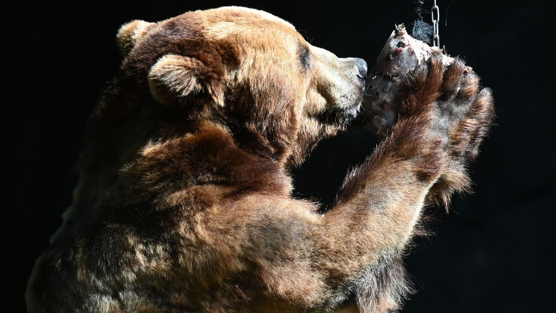 Hagenbecks Tierpark in Hamburg: Kamtschatka-Bär Leonid kaut an einer Eisbombe gefüllt mit Fisch, Ratten und Muscheln.