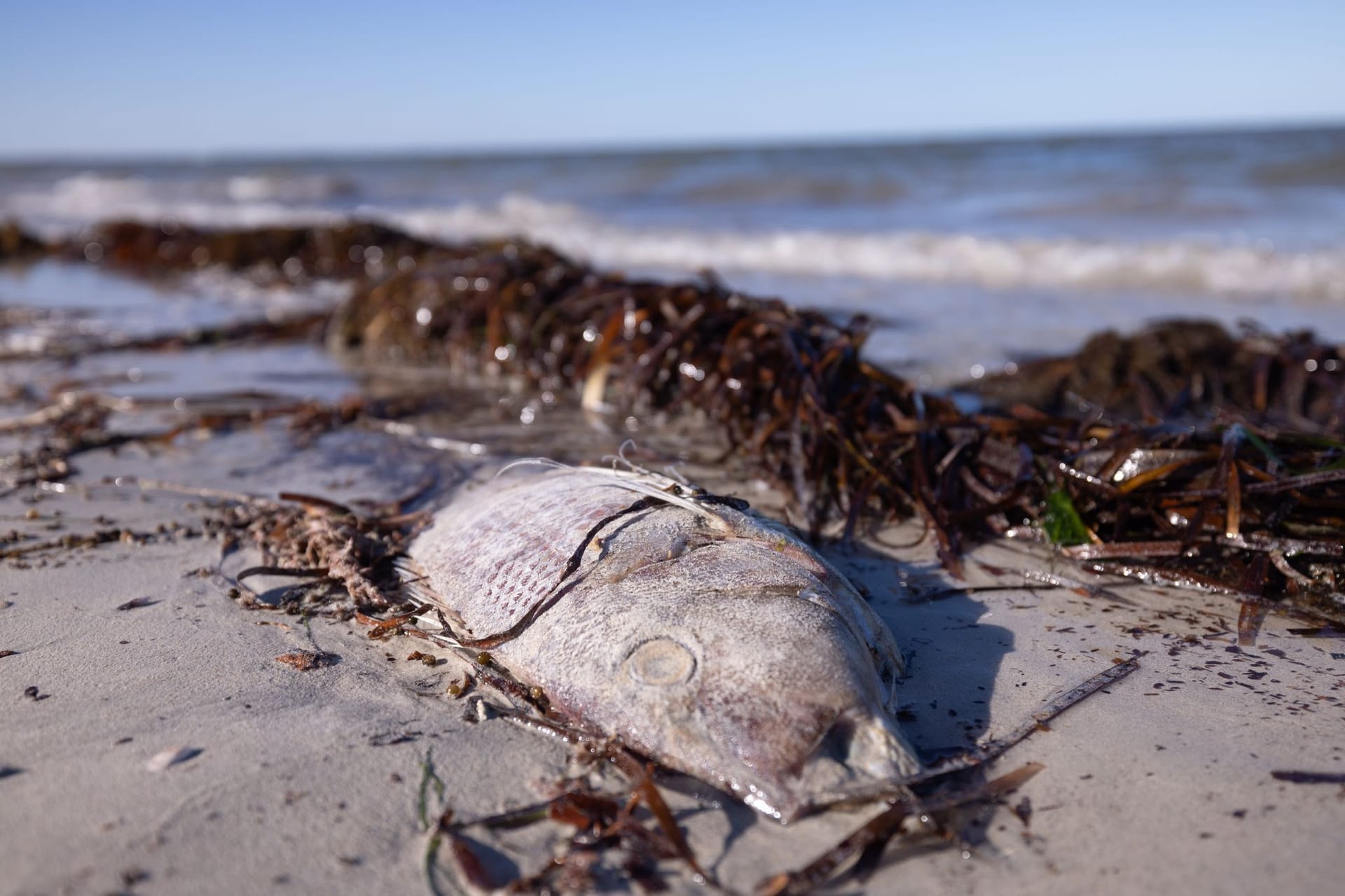 Ein toter Fisch vor der Küste Südaustraliens: Die zerstörerische Algenblüte soll für tausende Todesfälle bei Tieren verantwortlich sein.
