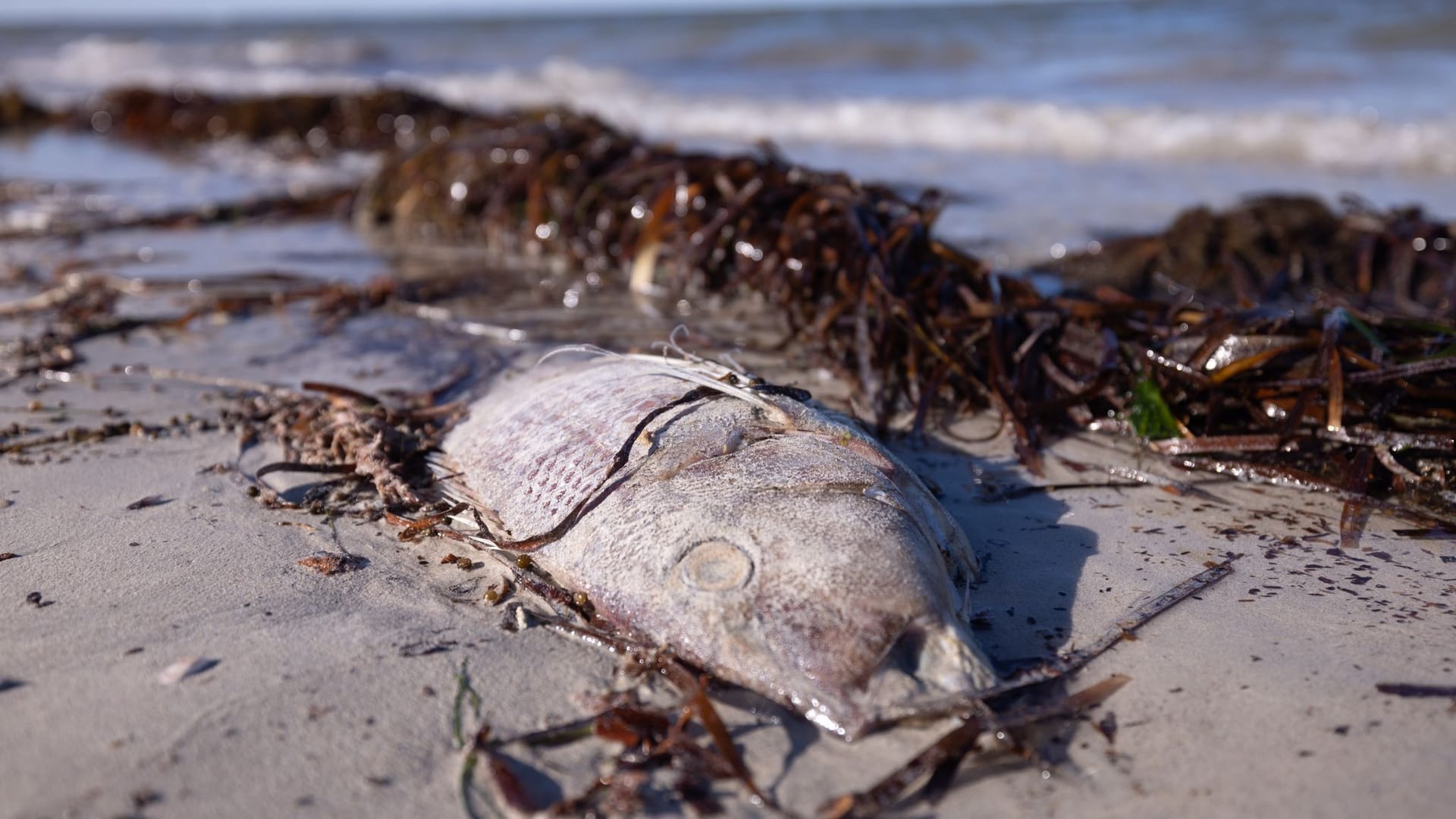Ein toter Fisch vor der Küste Südaustraliens: Die zerstörerische Algenblüte soll für tausende Todesfälle bei Tieren verantwortlich sein.