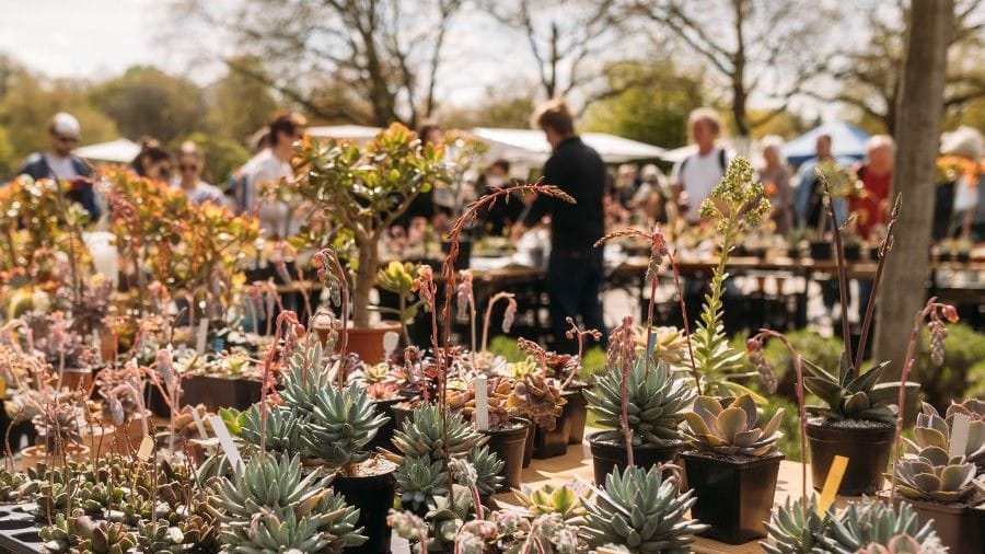 Der Essener Kakteen- und Sukkulentenmarkt an der Orangerie im Grugapark Essen: Am Wochenende treffen sich dort wieder Pflanzenliebhaber und Experten.