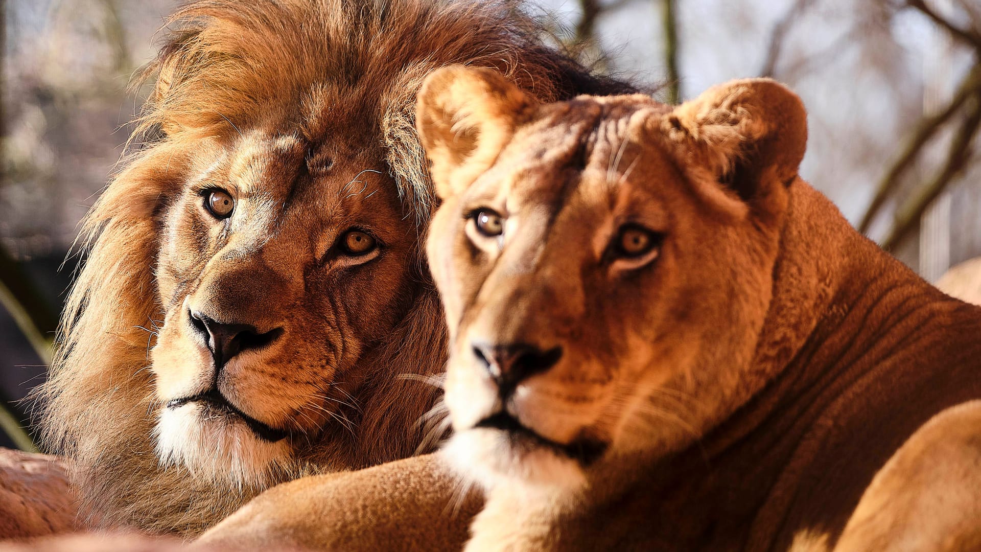Löwe und Löwin im Erlebnis-Zoo Hannover (Archivbild): Die Löwen taten es der ehemaligen Tierpflegerin besonders an.