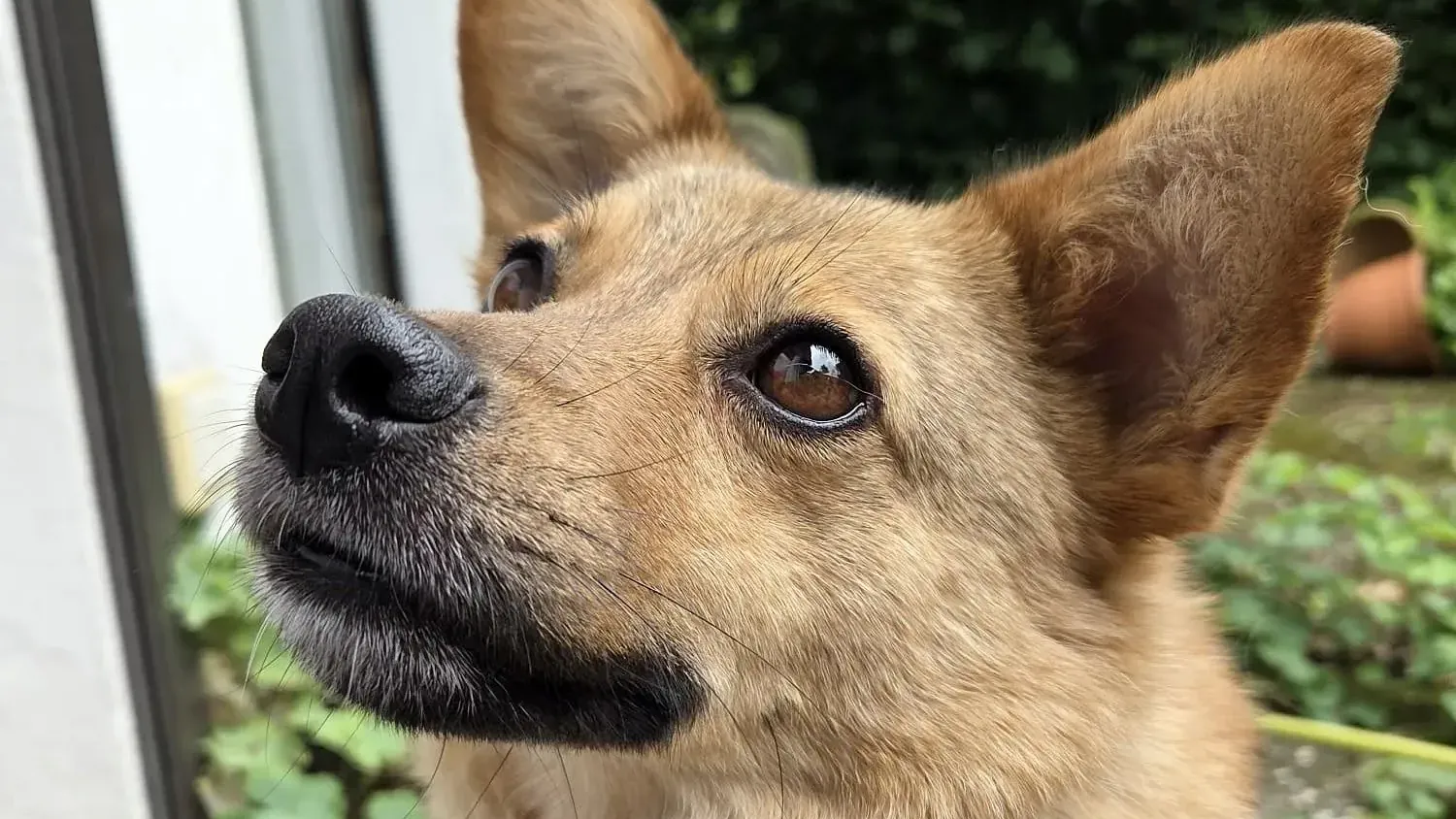 Evy ist 2009 geboren und mit acht Klio Gewicht ein eher kleiner Hund. Evy ist 2009 geboren und mit acht Klio Gewicht ein eher kleiner Hund.