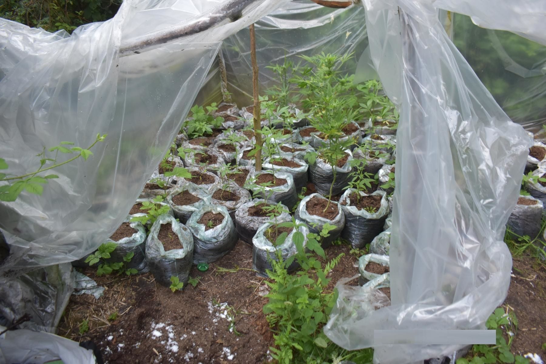 Säcke mit Erde und Cannabis-Pflanzen unter einer Plane: Die Polizei stellte nördlich von Hamburg in einem Waldstück Hanfpflanzen sicher.