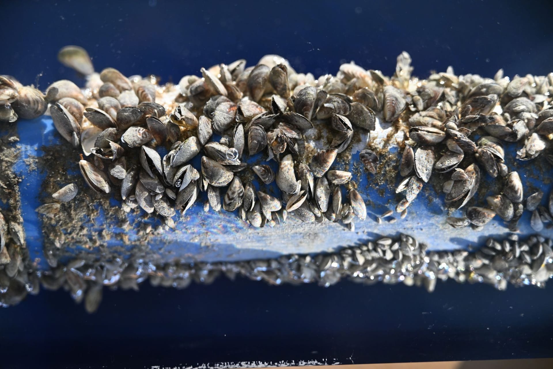 Eine Wasserleitung ist mit Quagga-Muscheln befallen (Archivbild): Rund 4.000 Muscheln pro Quadratmeter finden sich auf dem Grund des Bodensees. Eine Wasserleitung ist mit Quagga-Muscheln befallen (Archivbild): Rund 4.000 Muscheln pro Quadratmeter finden sich auf dem Grund des Bodensees.