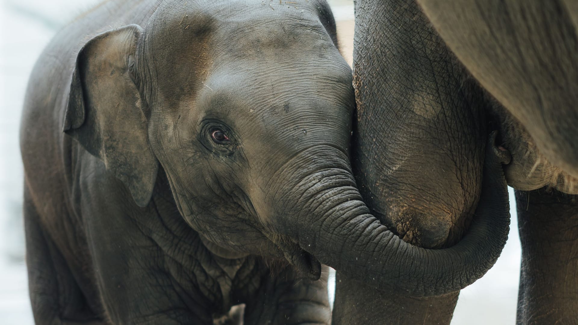 Elefantenmädchen Savani lehnt sich mit dem Rüssel an Mutter Rani: Die junge Kuh aus dem Zoo Leipzig spielt in Hellabrunn eine zentrale Rolle. Elefantenmädchen Savani lehnt sich mit dem Rüssel an Mutter Rani: Die junge Kuh aus dem Zoo Leipzig spielt in Hellabrunn eine zentrale Rolle.