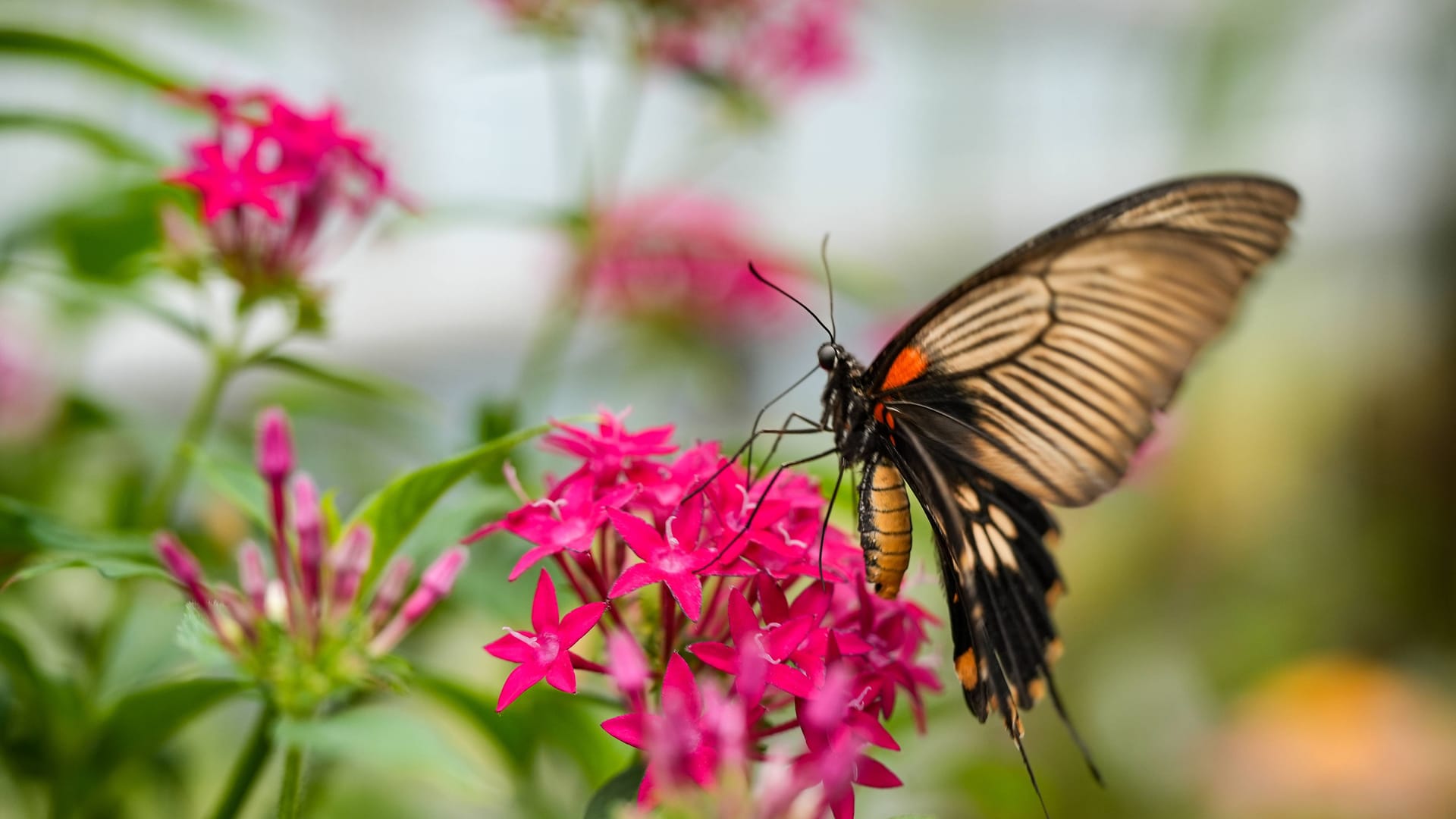 imago images 0811516948