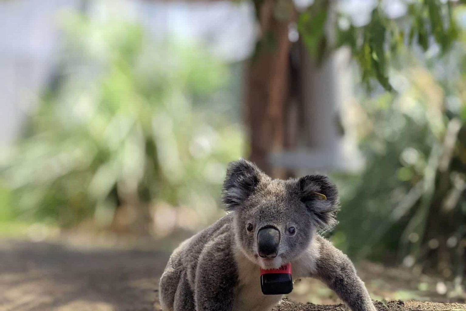 Koalas