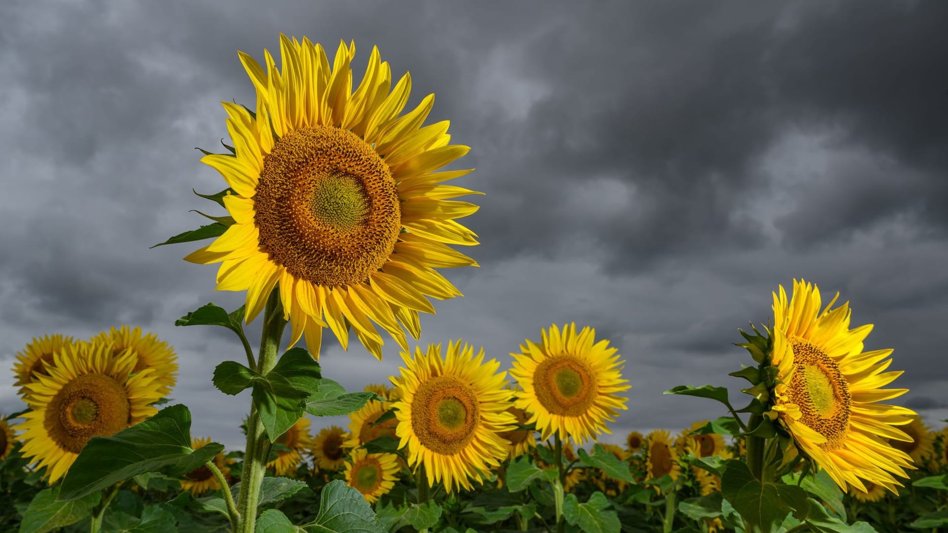 Sonnenblumen vor dunklen Regenwolken - Wetter