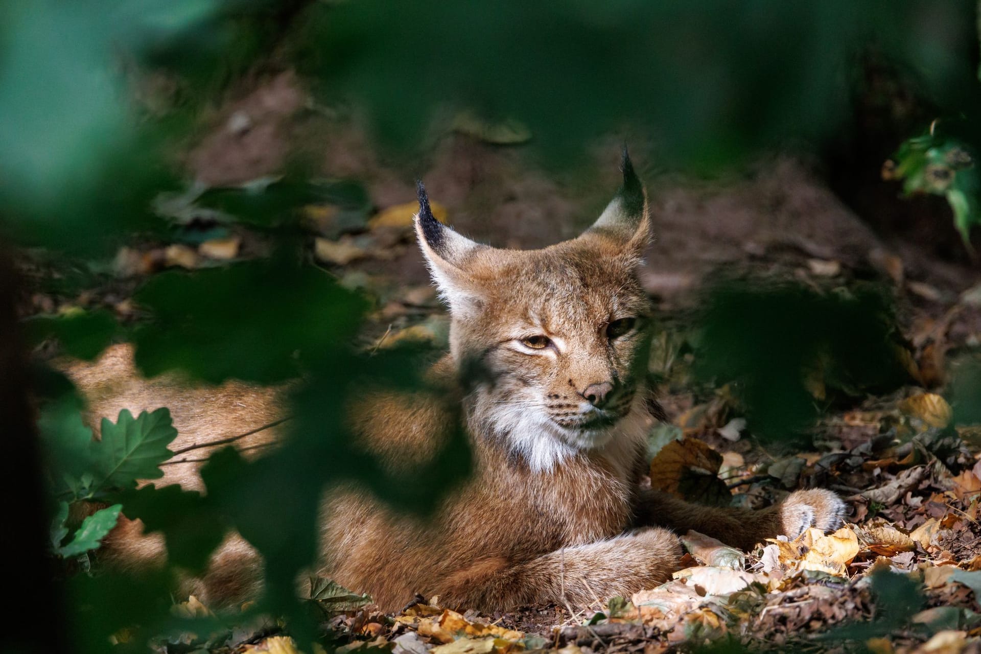 Luchs
