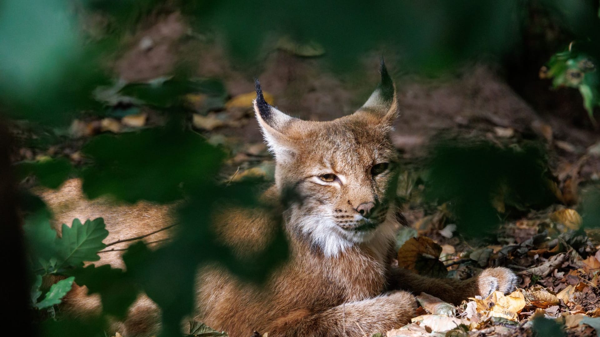 Luchs