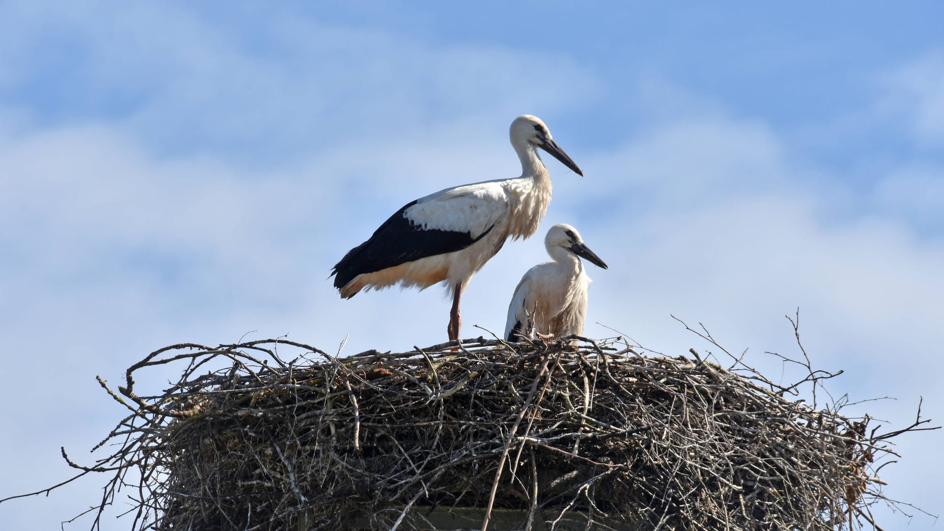 Jungstörche im Nest: Das Brutergebnis war trotz schwierigem Nahrungsangebot gut.