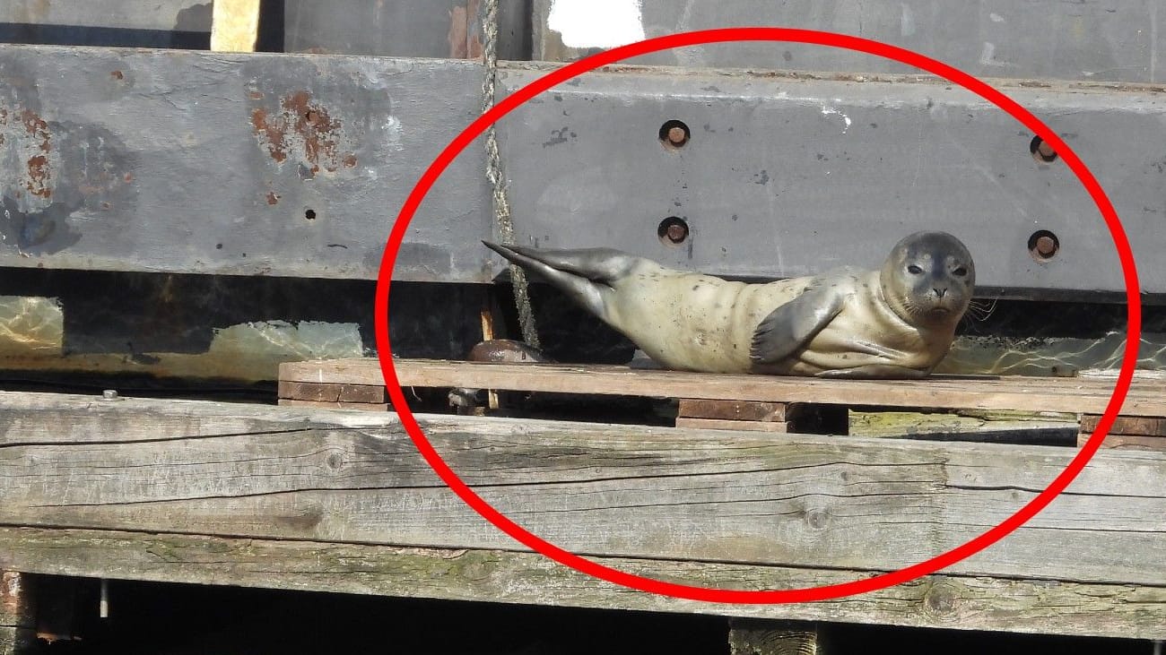 "Fiete" am Montag im Hamburger Hafen: Er wurde später nach Friedrichskoog gebracht. "Fiete" am Montag im Hamburger Hafen: Er wurde später nach Friedrichskoog gebracht.