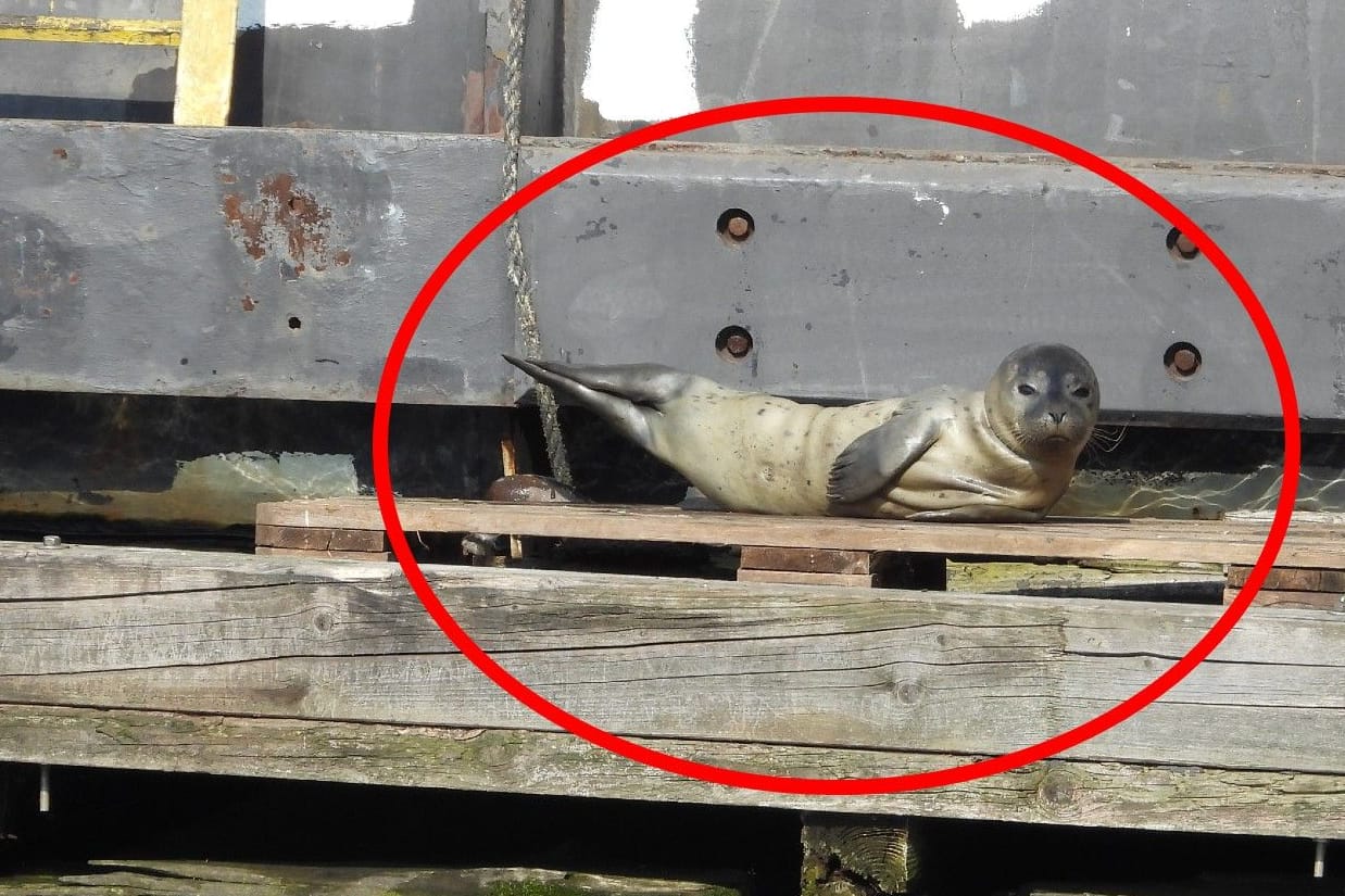 "Fiete" am Montag im Hamburger Hafen: Er wurde später nach Friedrichskoog gebracht.